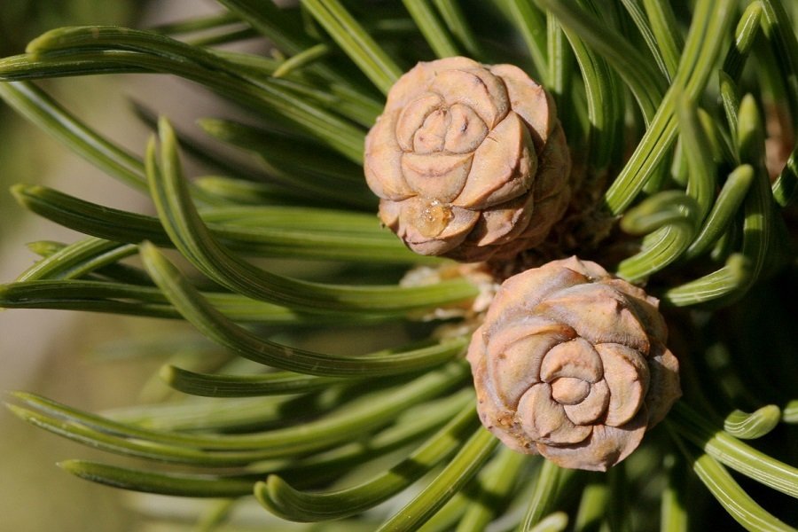 マルチネスピニョンマツ　ピニョン松【A】 極希少 【pinus maximartinezii】 マルチネスピニョンマツ