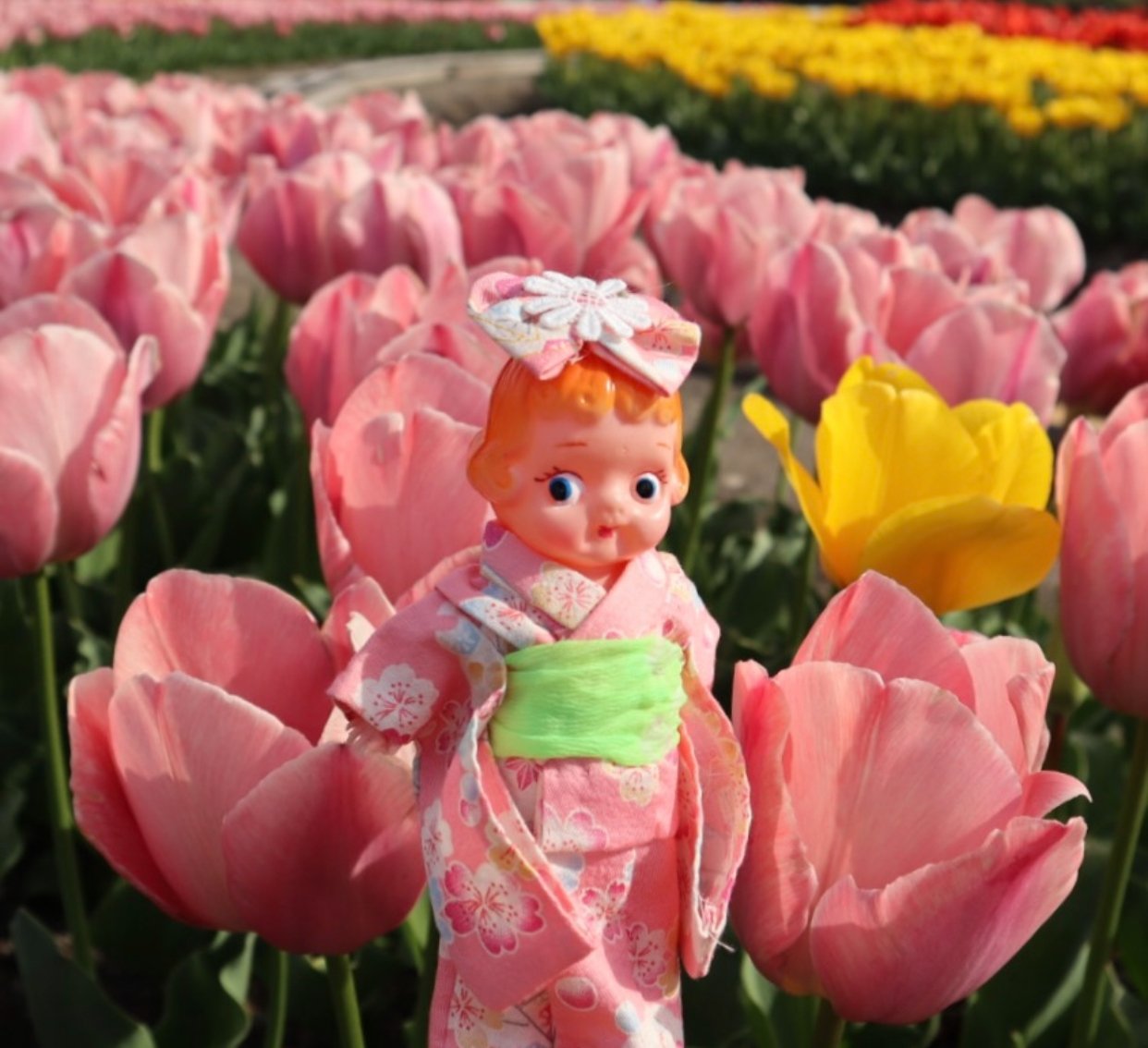 セルロイドのミーコちゃん🌼｜hoshizuna