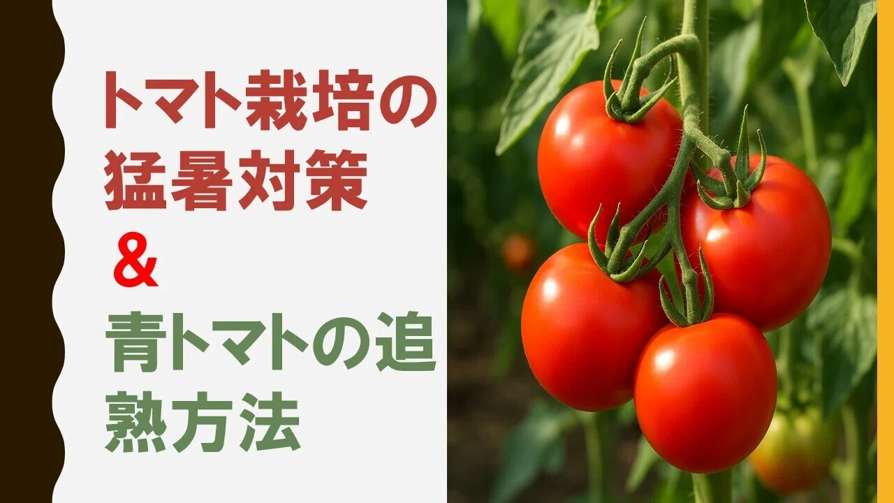 猛暑に負けるな！トマトの栽培＆追熟法｜猫様とごはん