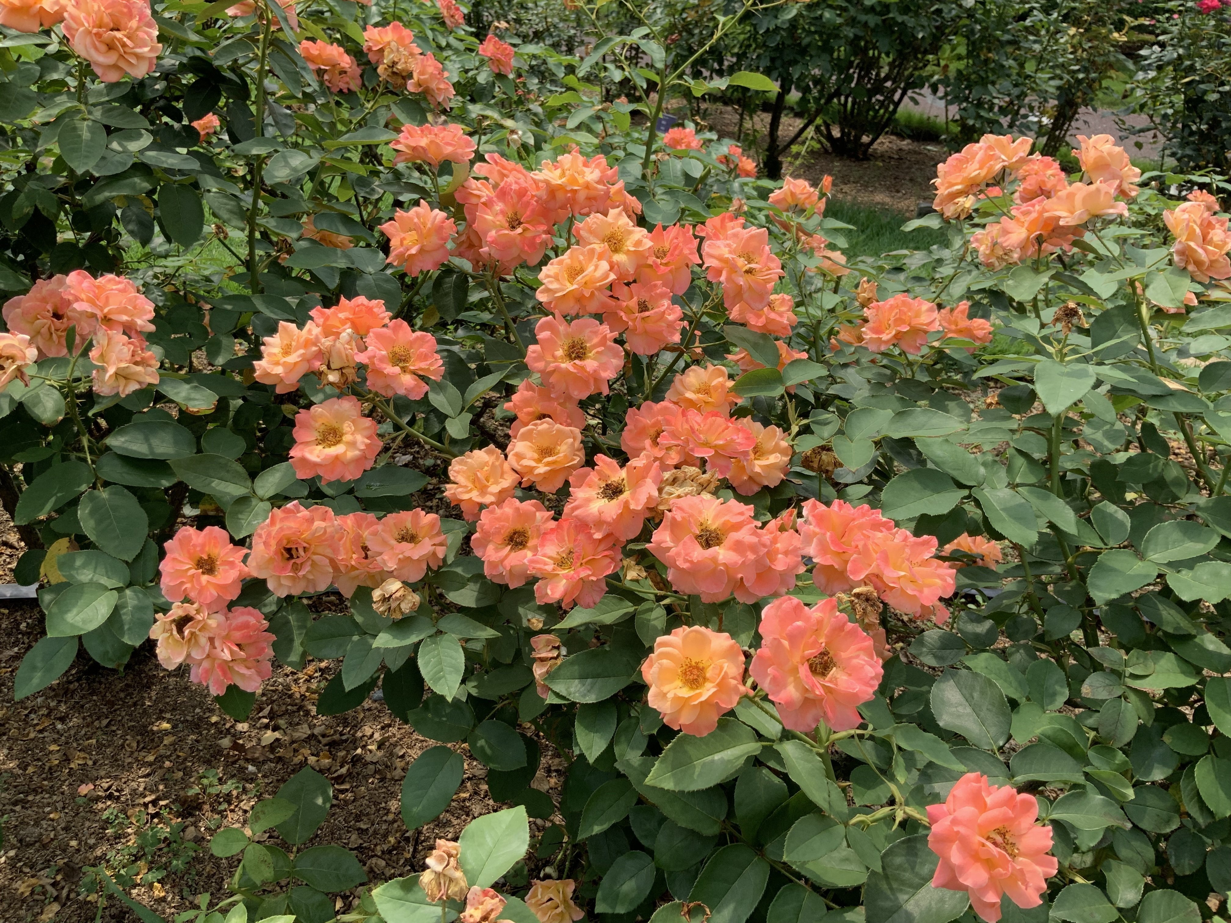 植生景観史入門 百五十年前の植生景観の再現とその後の移り変わり/東海大学出版部/原田洋（単行本） 植生景観史入門 / 原田 洋/井上 智【著】 - 紀伊國屋書店ウェブ