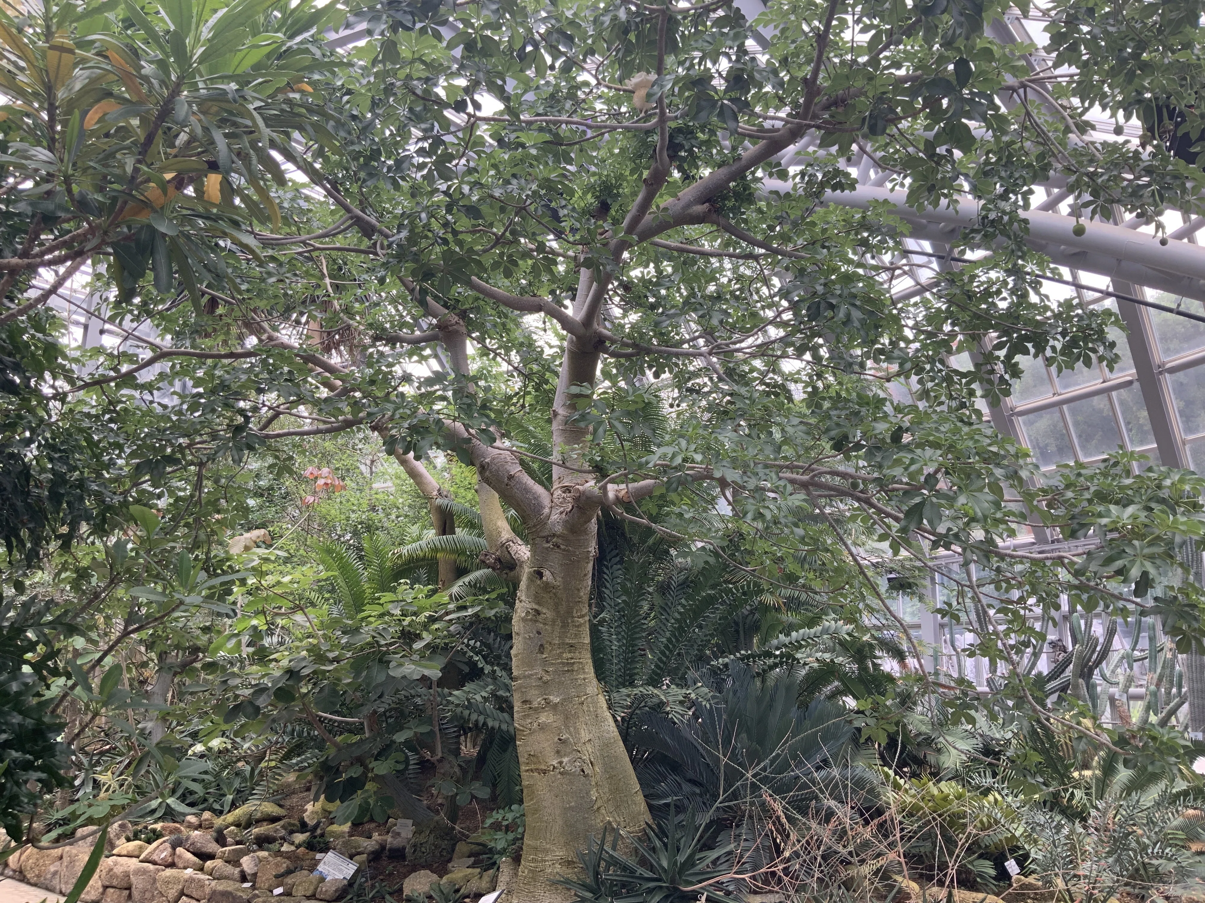 バオバブやハスの開花（京都府立植物園）：2025年7月4日（金）｜藤井