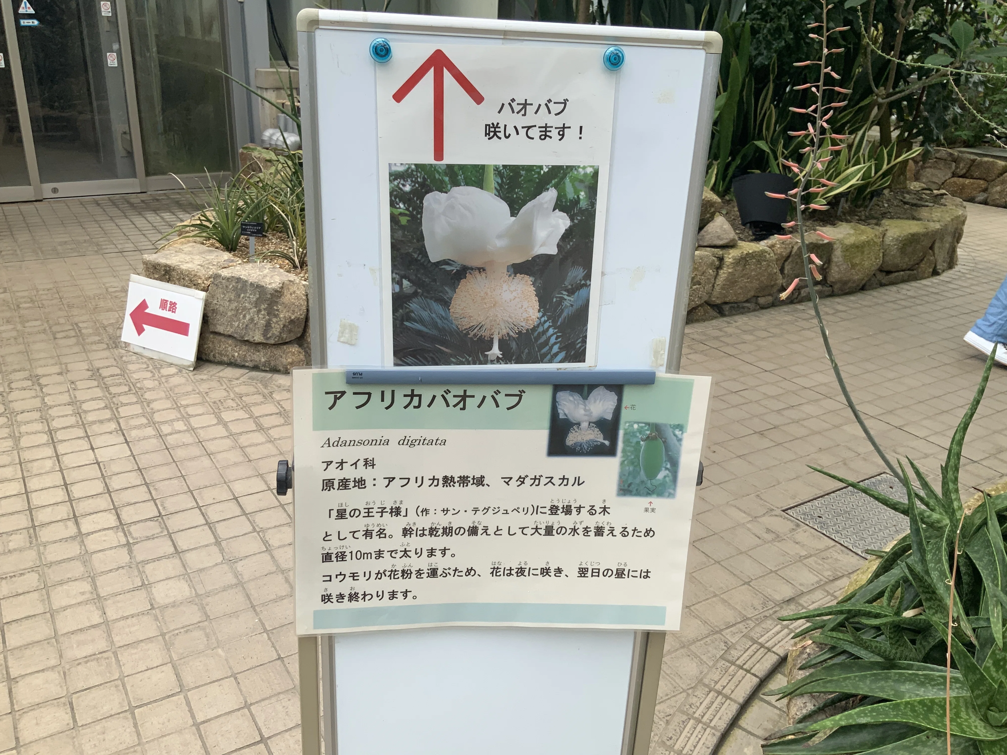 バオバブやハスの開花（京都府立植物園）：2025年7月4日（金）｜藤井 