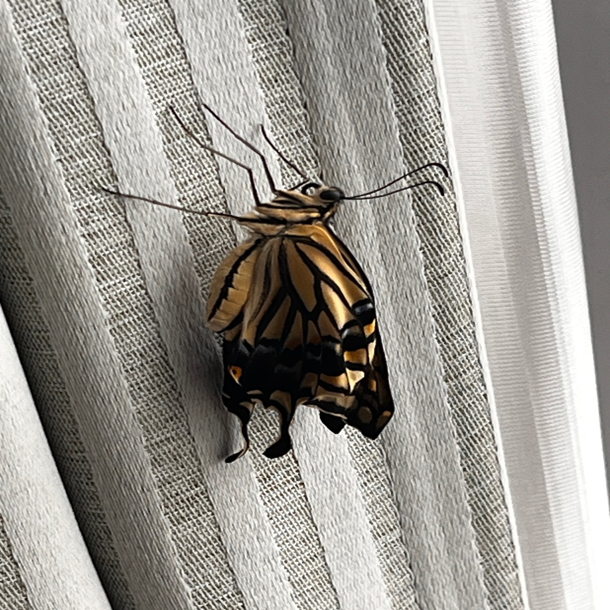 2025年5月29日撮影：自宅にて AM9:40 気温20℃ 曇り時々晴れ ☆わが家へ飛来のアサギマラさんから～ 今日の飛来頭数は、今季最高の17頭で した。以前の私のマーク蝶は1頭もいませんでした。今日は一体どこから飛来をしてきたのでしょう。, image size:1500x2000