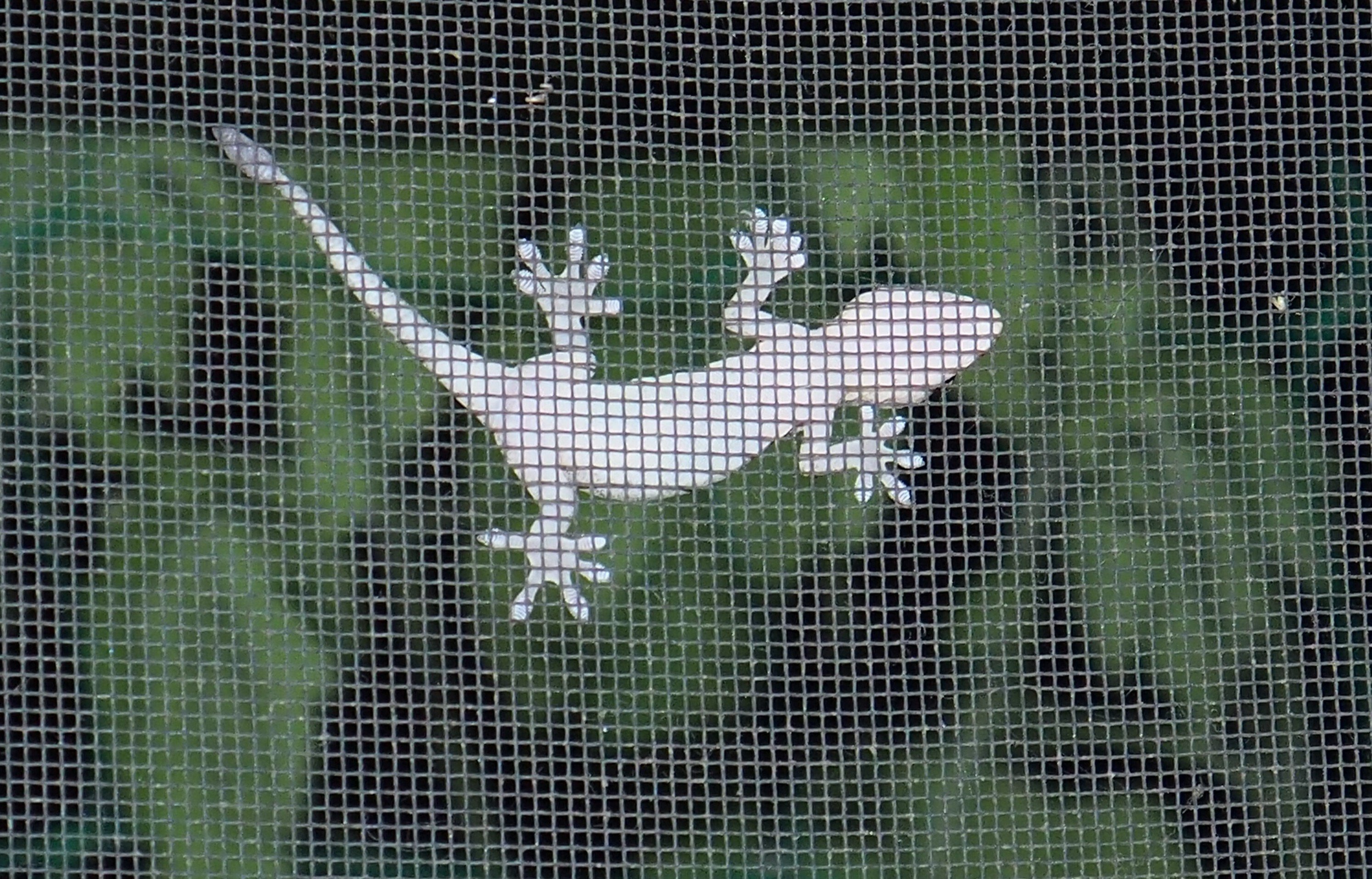 ヤモリの「もり子ちゃん」夏の夜のお客さん｜中山道雄