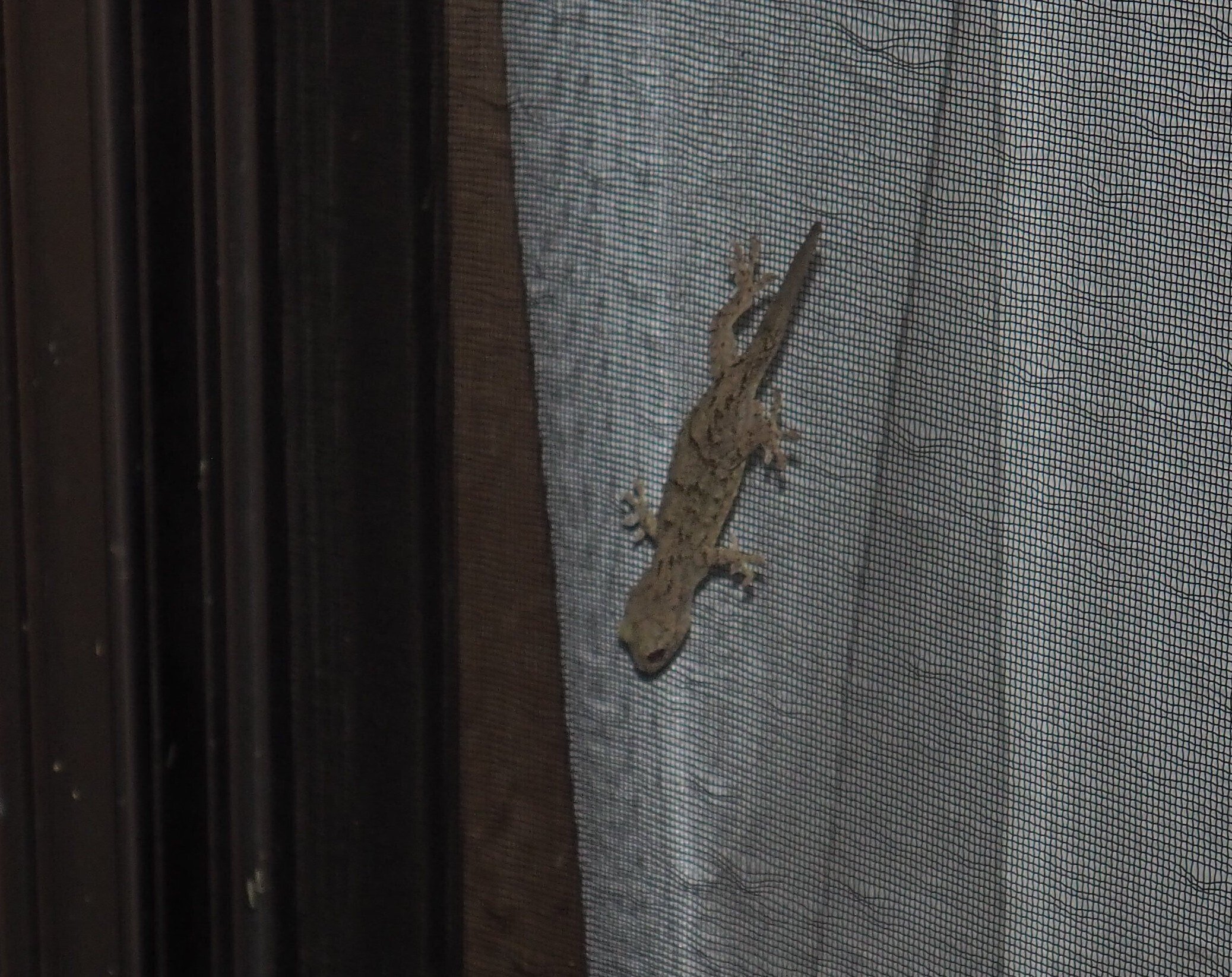 ヤモリの「もり子ちゃん」夏の夜のお客さん｜中山道雄