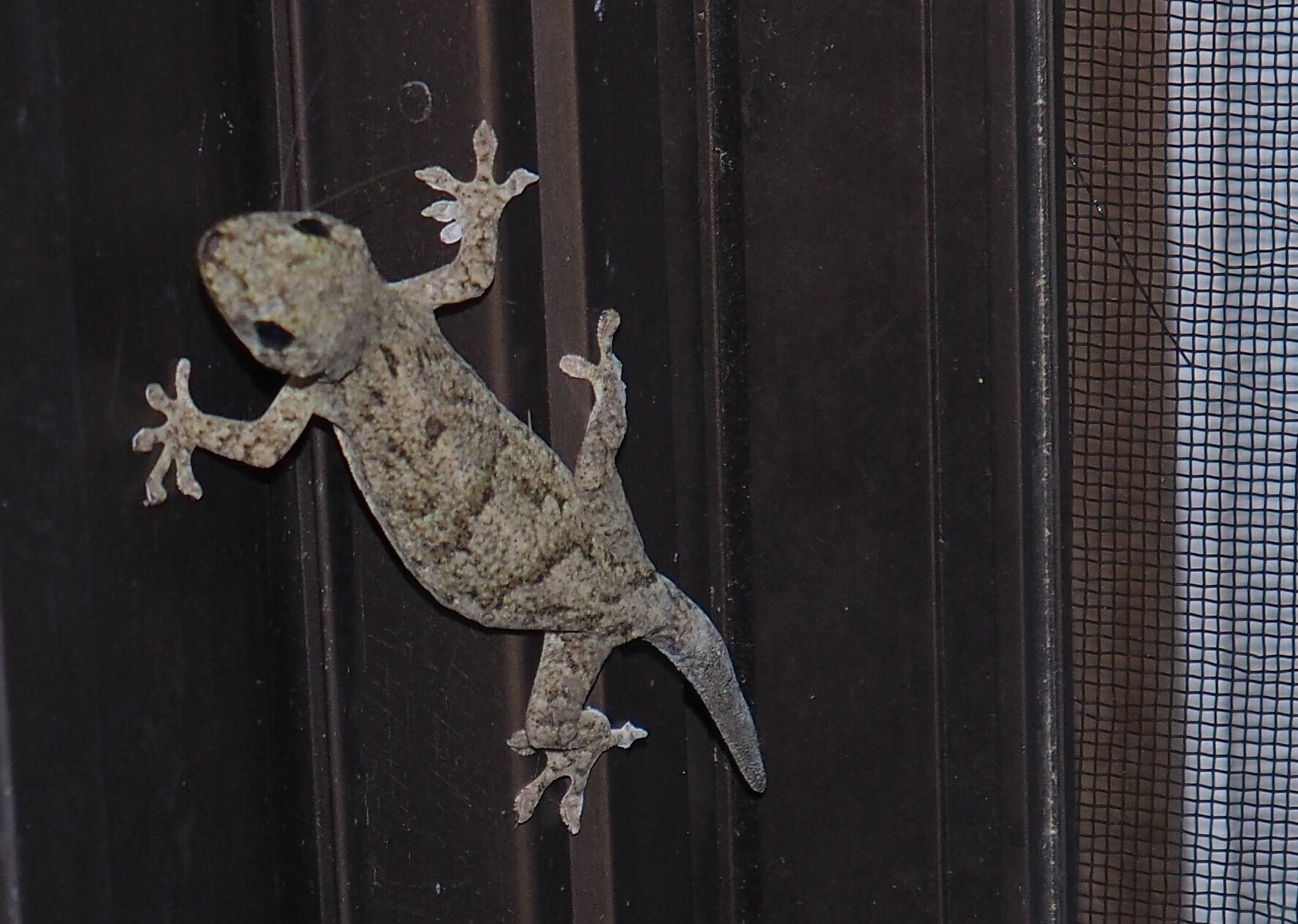 ヤモリの「もり子ちゃん」夏の夜のお客さん｜中山道雄