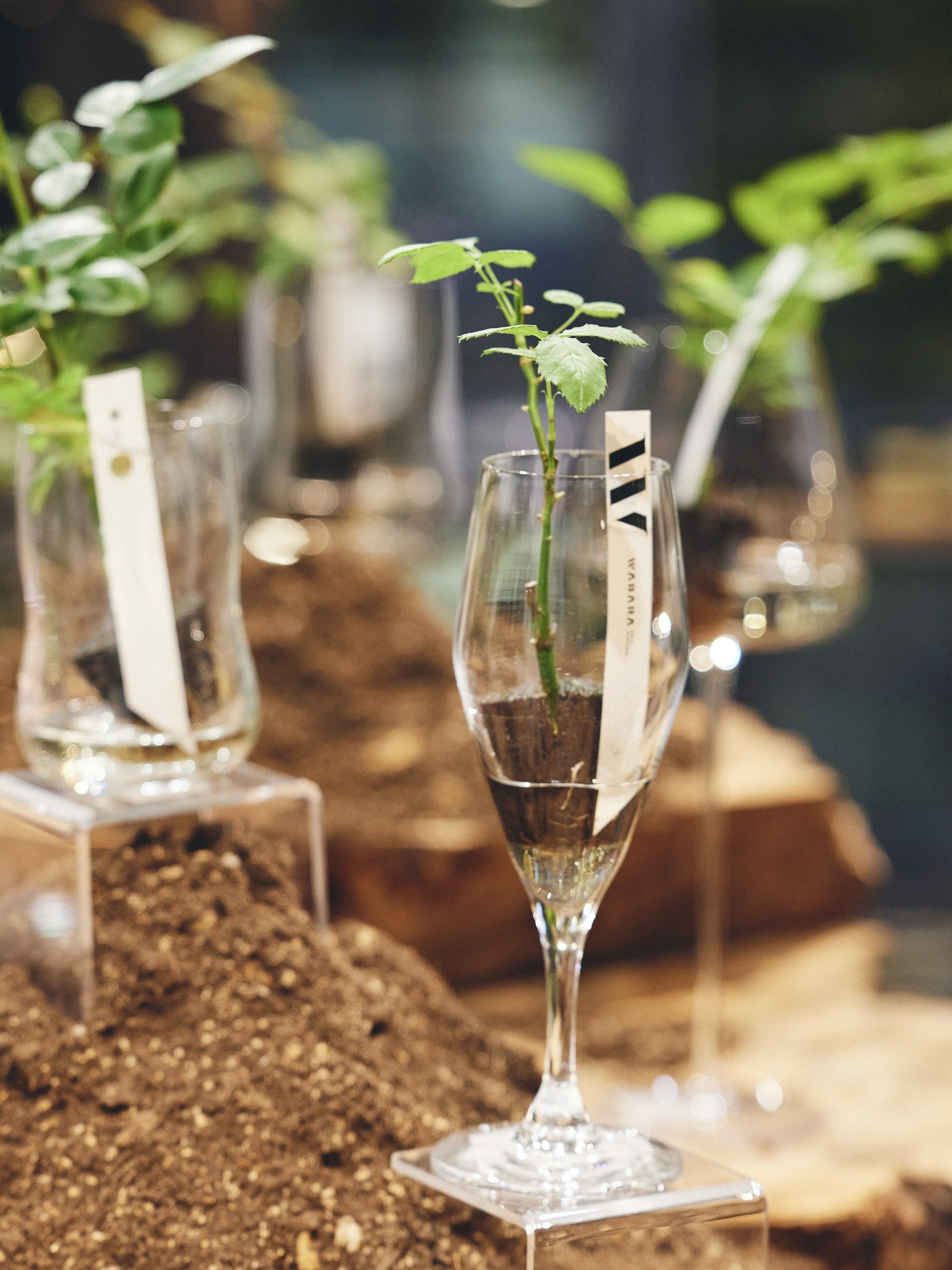 POP-UP REPORT】WABARA「おへやで育てるばら mini」がFLOWER VASE