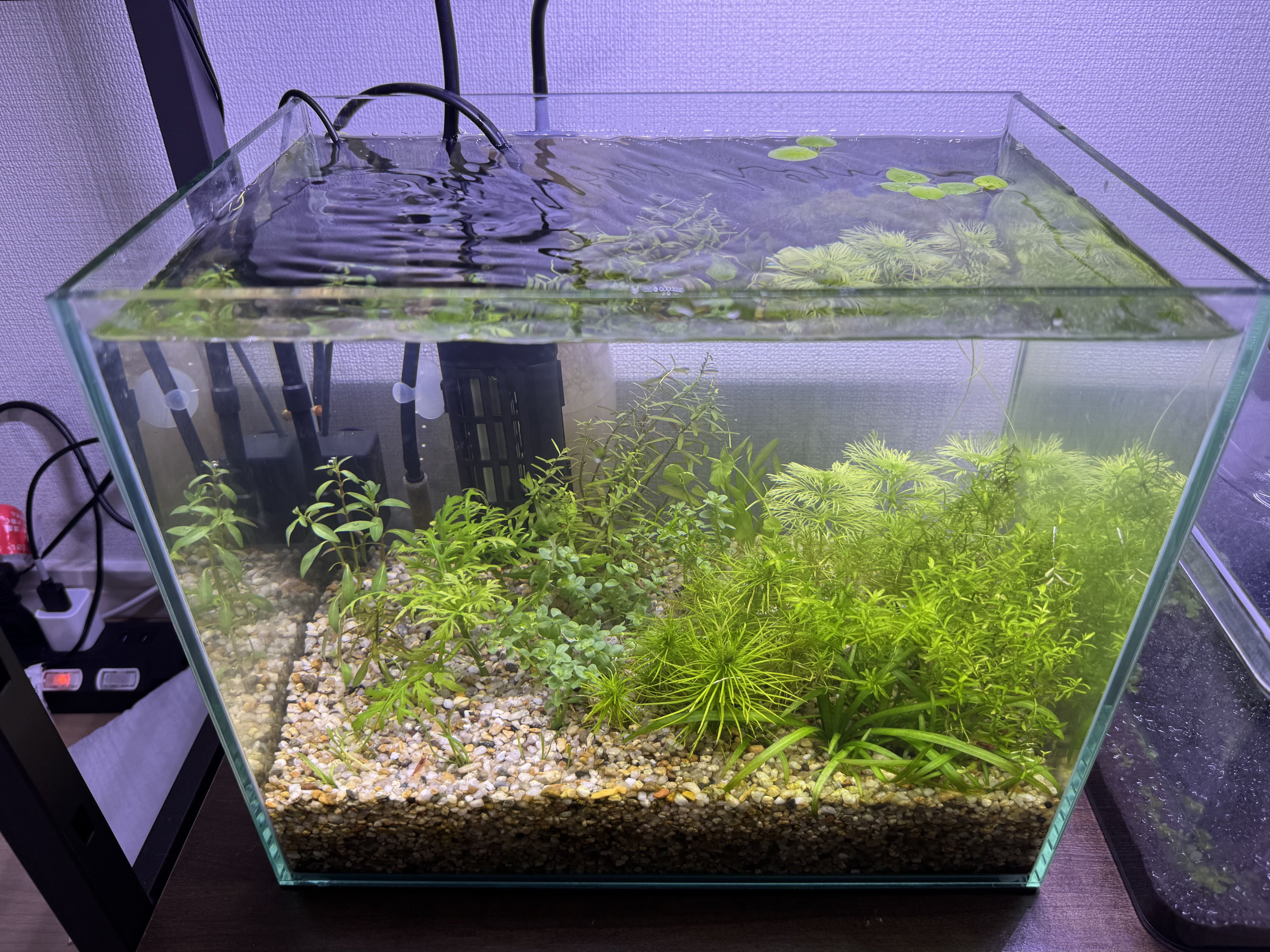 水草水槽 Amazon | 水草 水槽 オブジェ アクアリウム用水草と岩セット 水草 人工