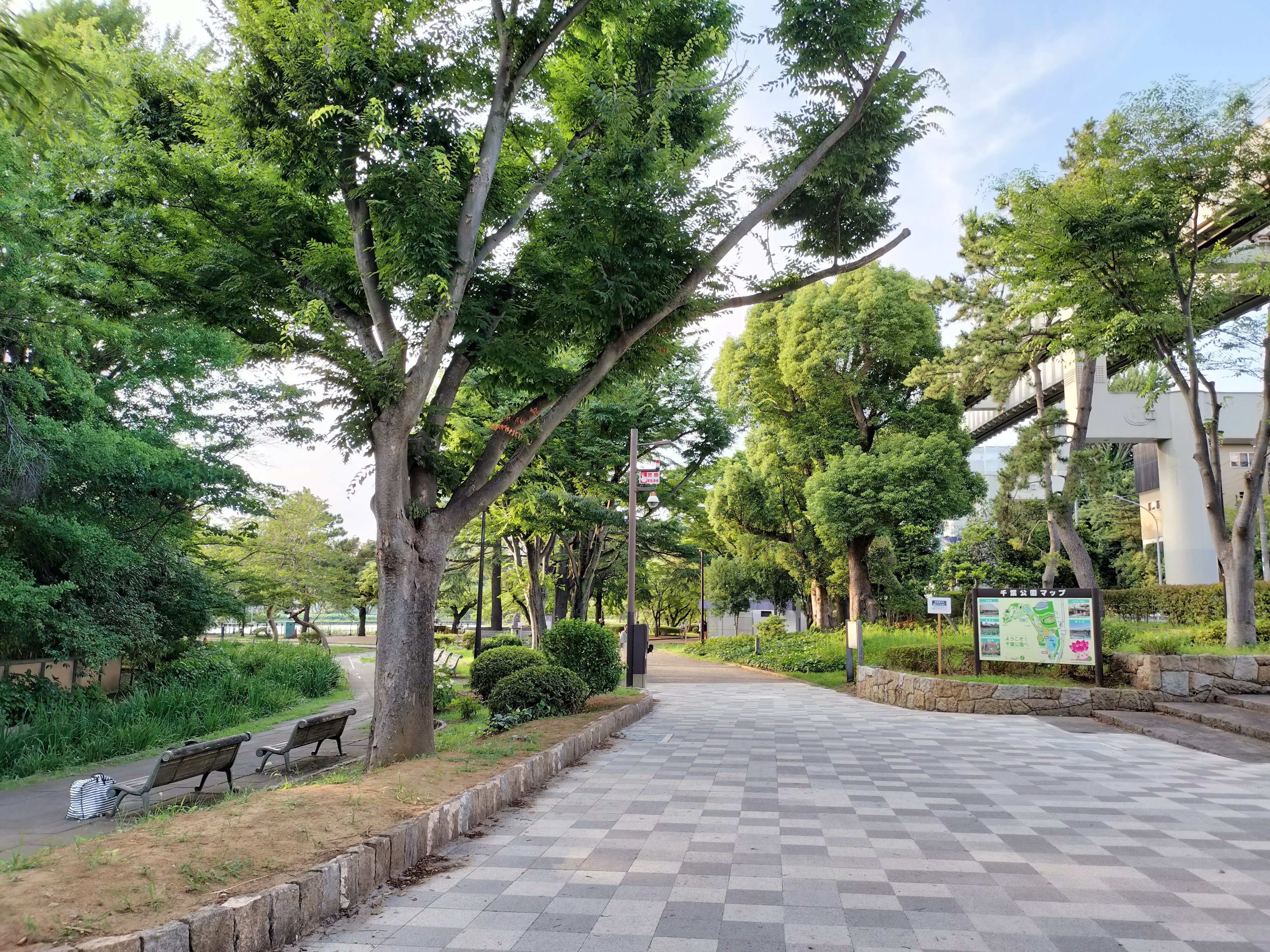 大賀ハス見てきました（千葉市 千葉公園）｜まる
