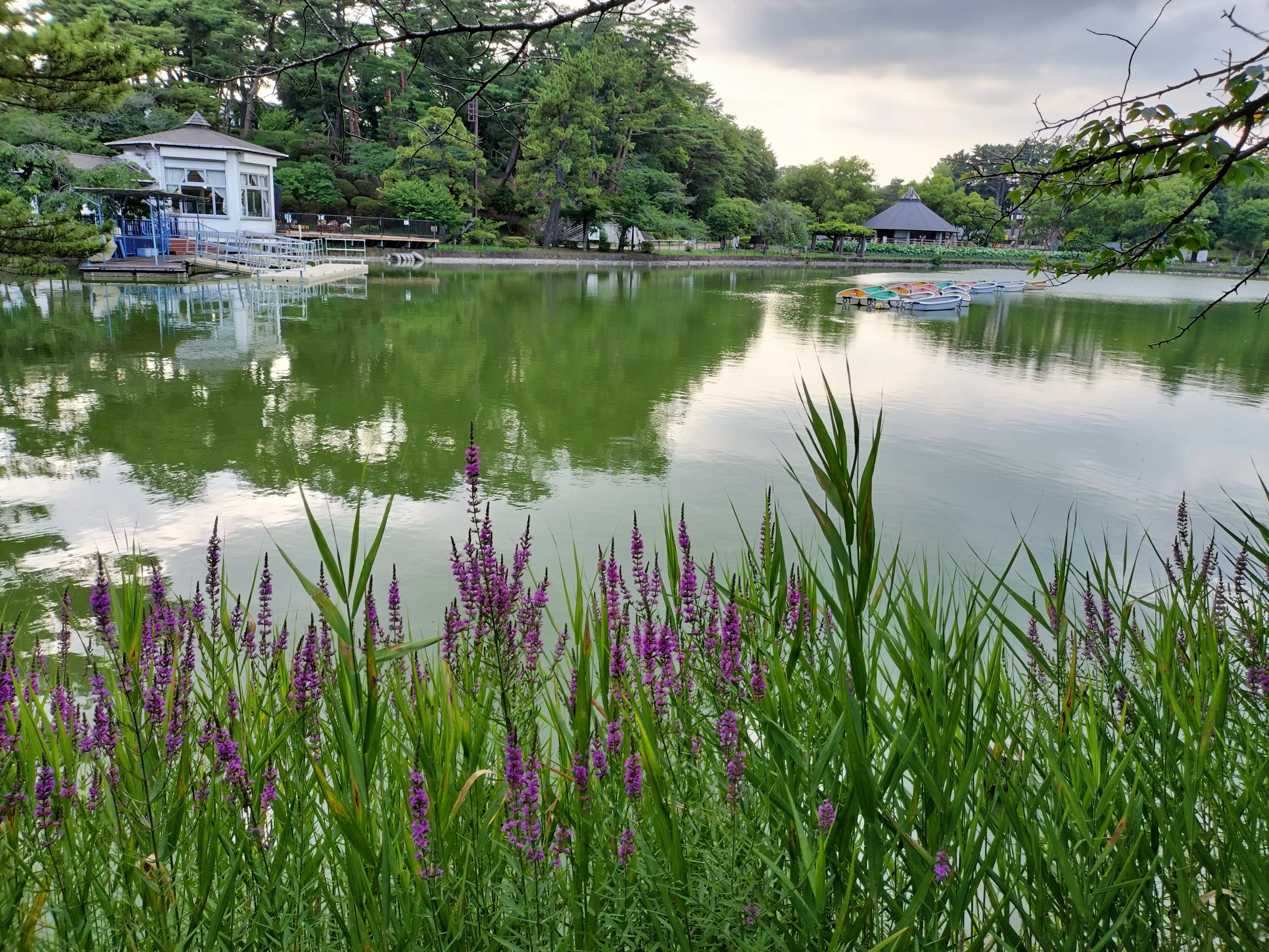 大賀ハス見てきました（千葉市 千葉公園）｜まる
