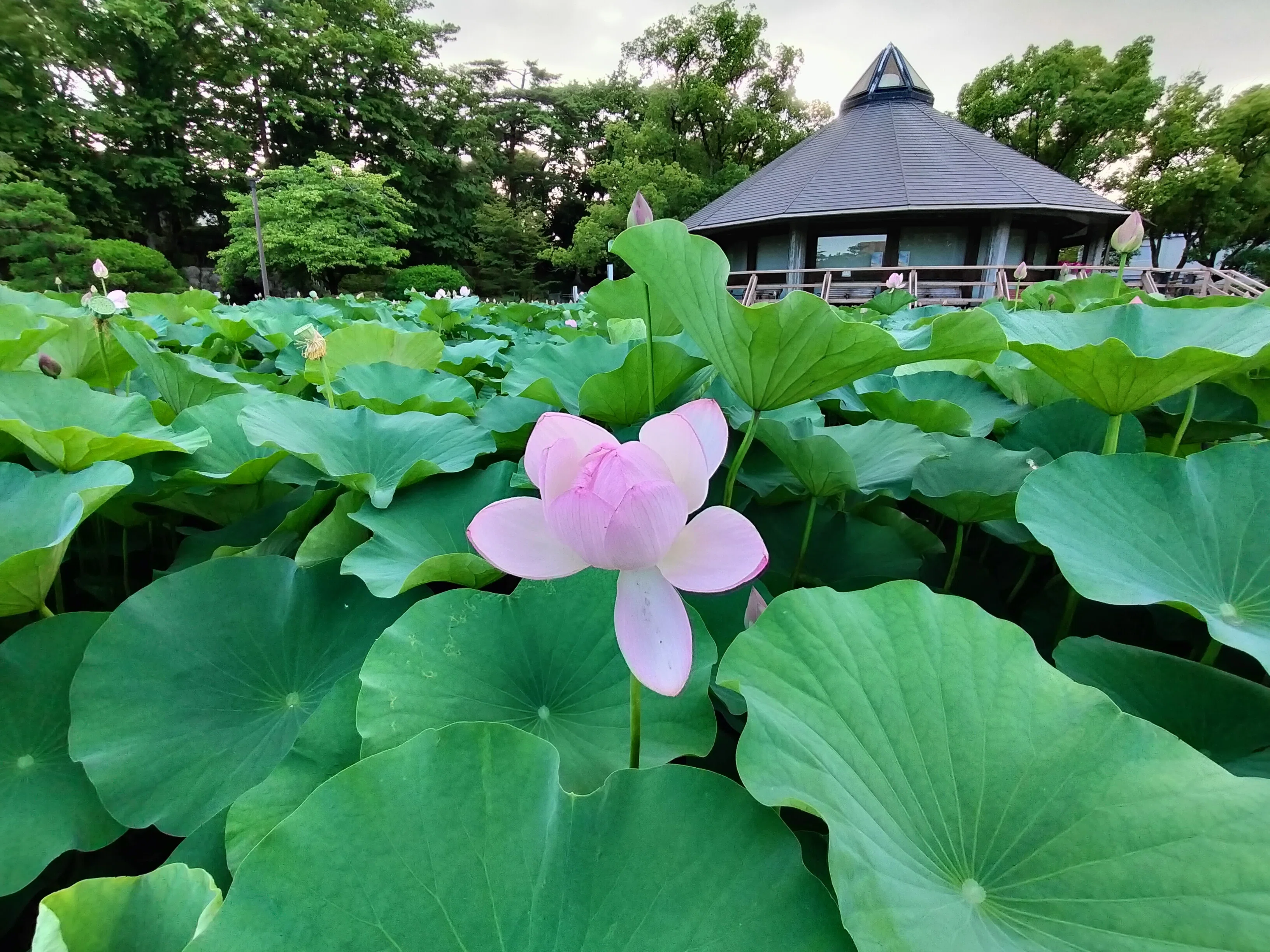 大賀ハス見てきました（千葉市 千葉公園）｜まる