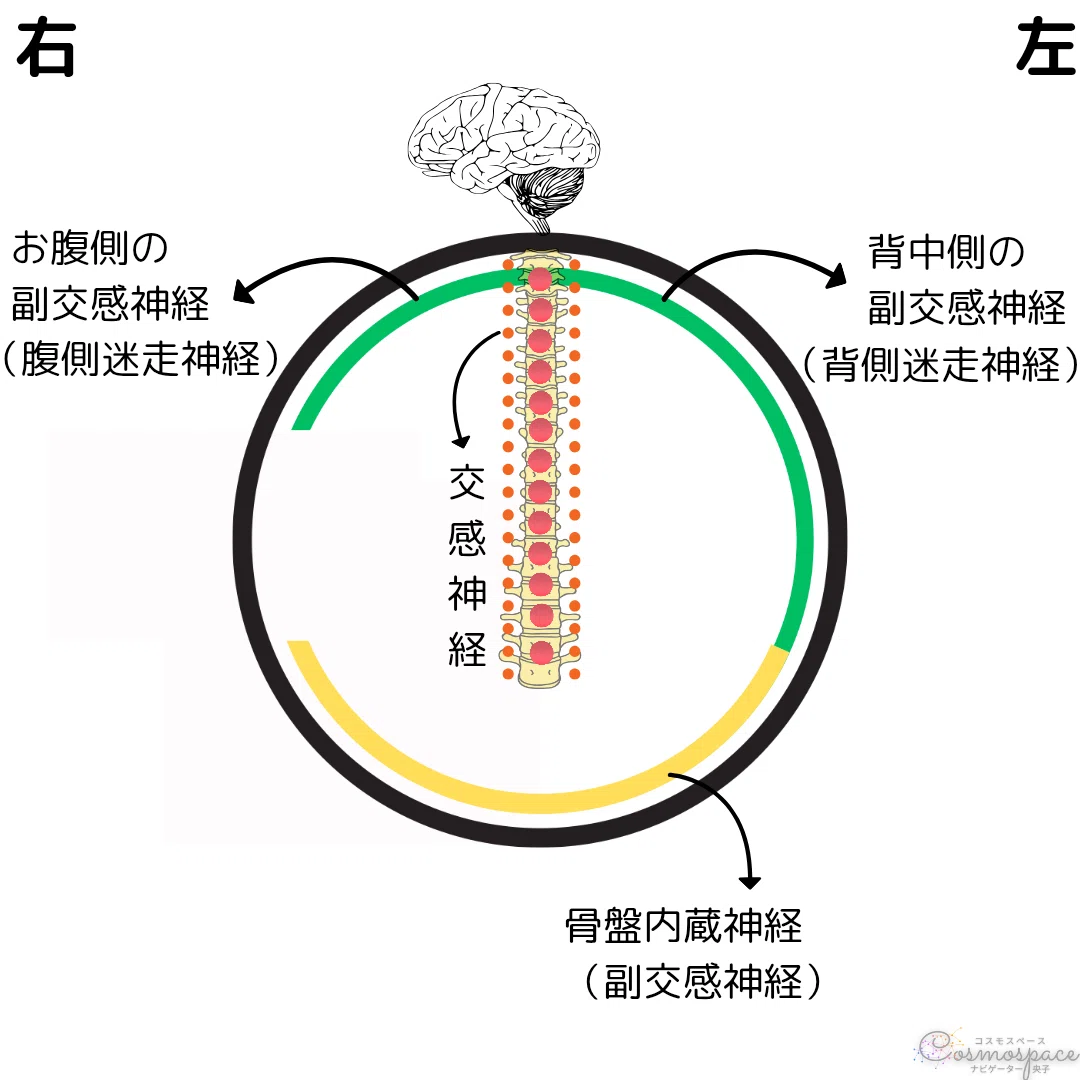 【神経】身体の左側の交感神経幹が伸びる|自律神経を調える五次元四柱推命 Cosmospace(コスモスペース)
