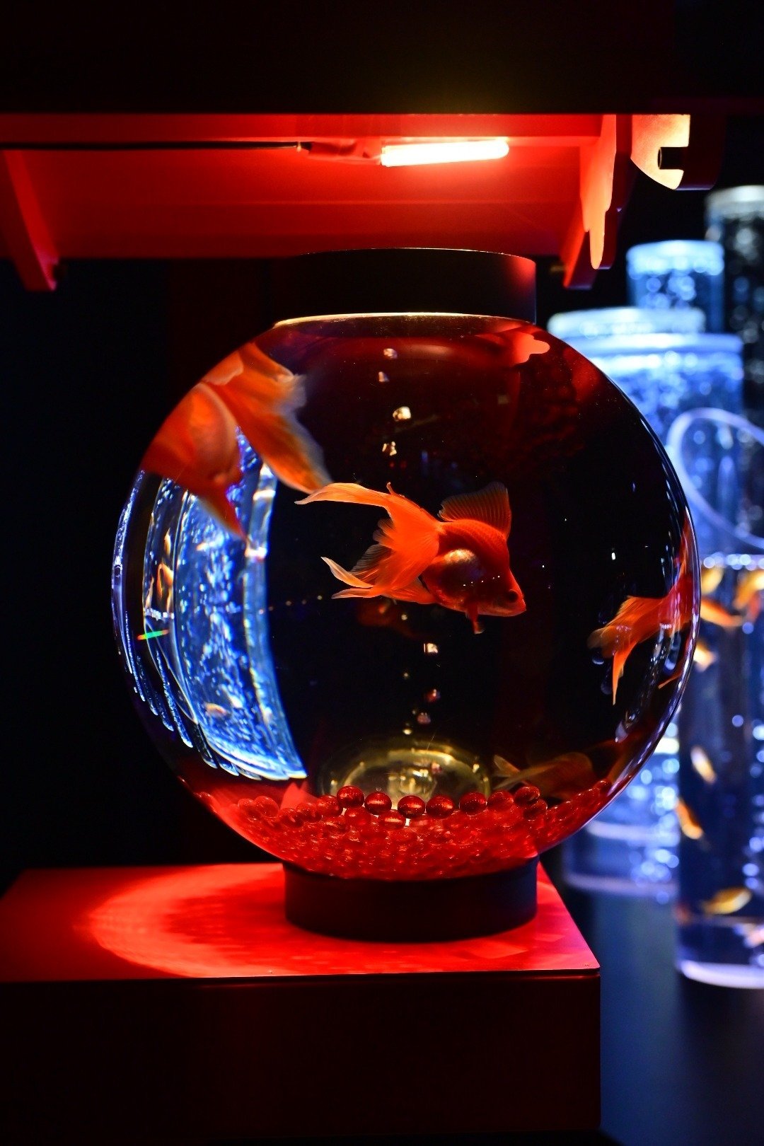 東京さんぽ／2025年6月 銀座三越×アートアクアリウム｜mitsuki sora