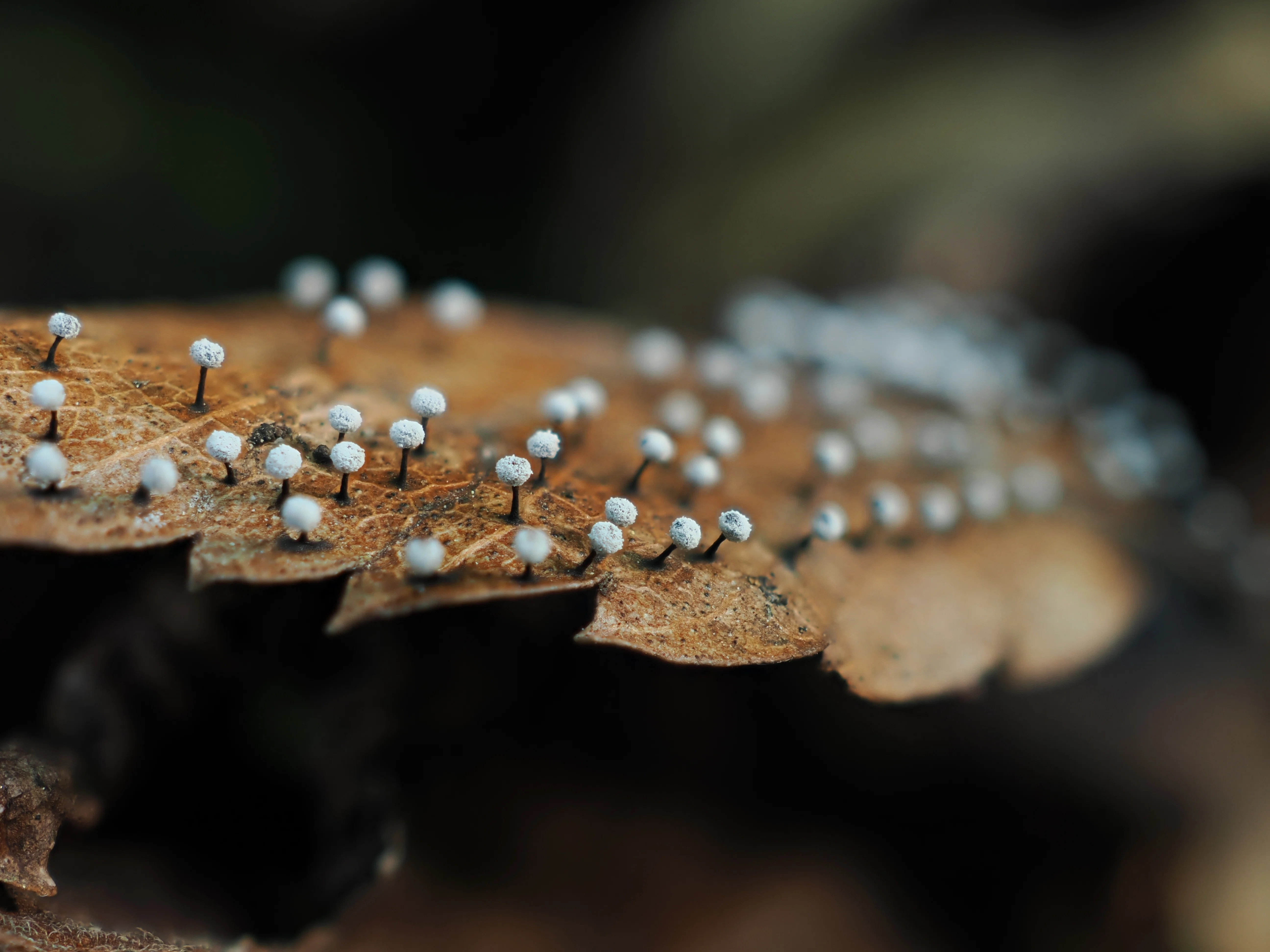 The Mysterious Slime Mold Part 4｜奥入瀬日和@星野リゾート
