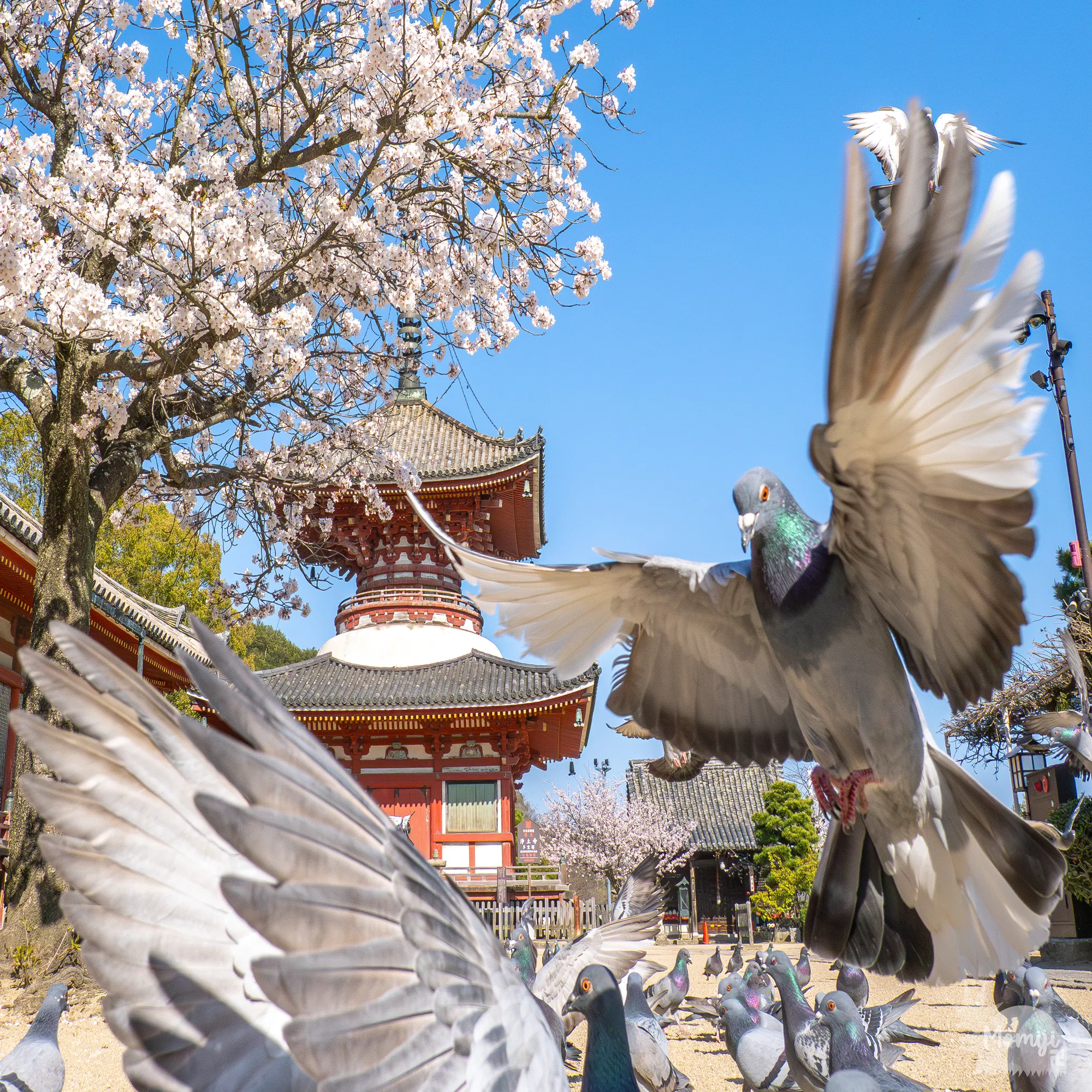 2025年上半期の野鳥写真10選+α｜もみじ卍ゅう│??????_???_??