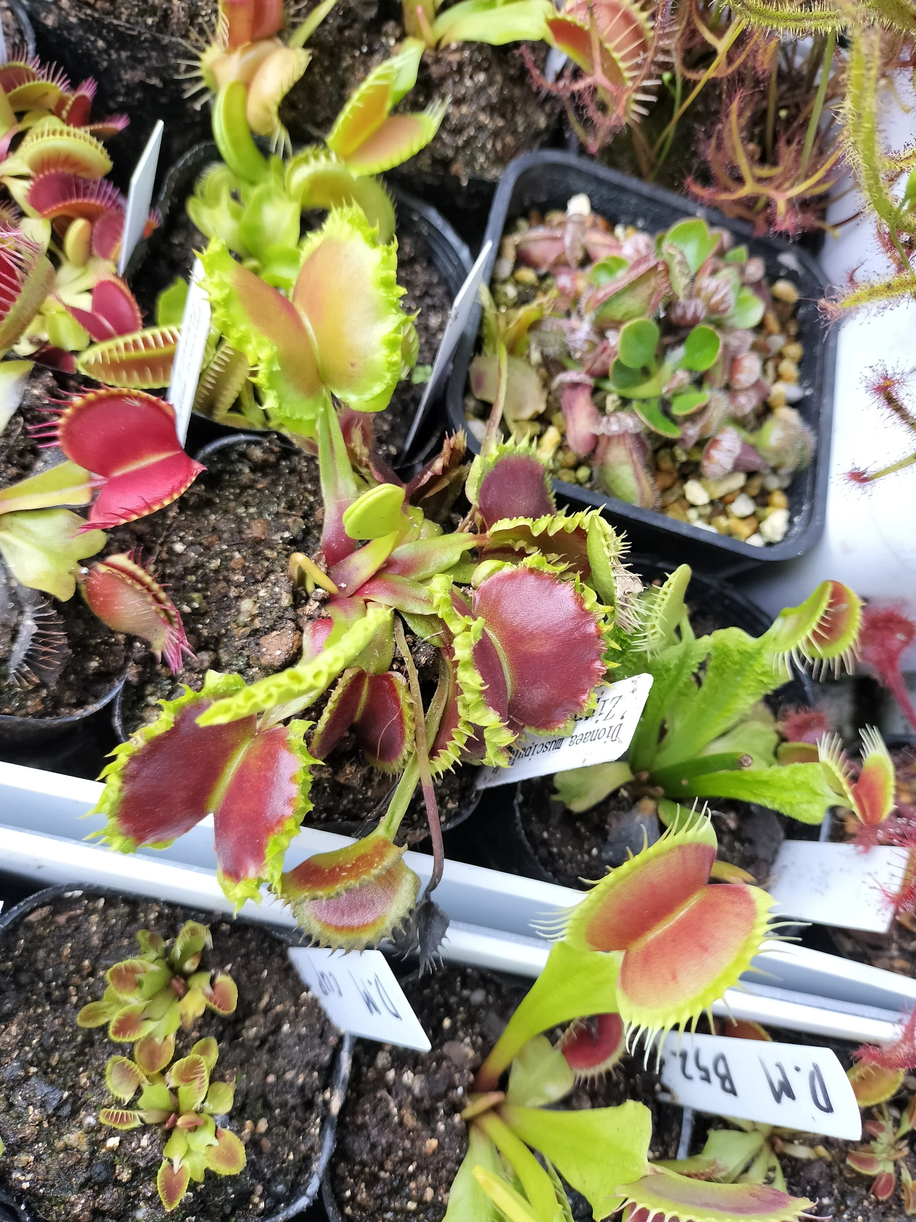 食虫植物の近況3｜ふできょ