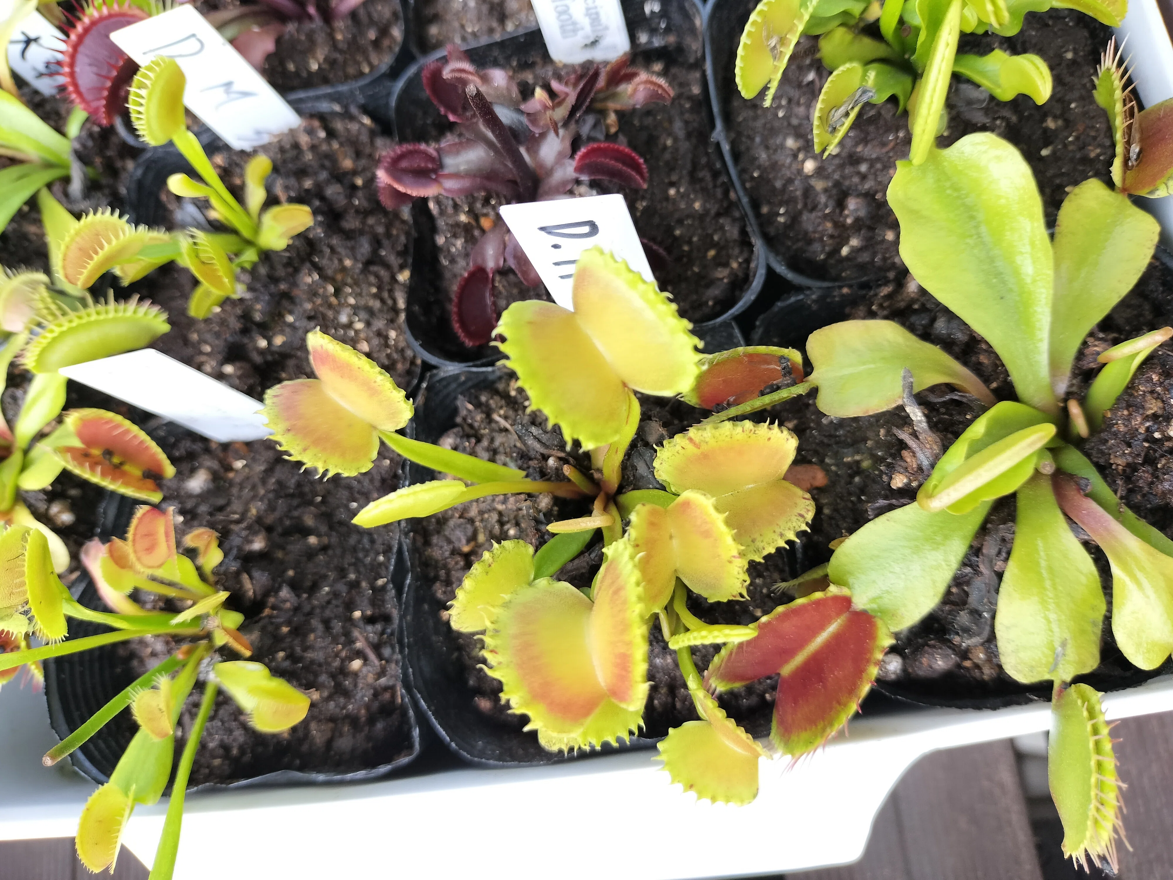 食虫植物の近況3｜ふできょ