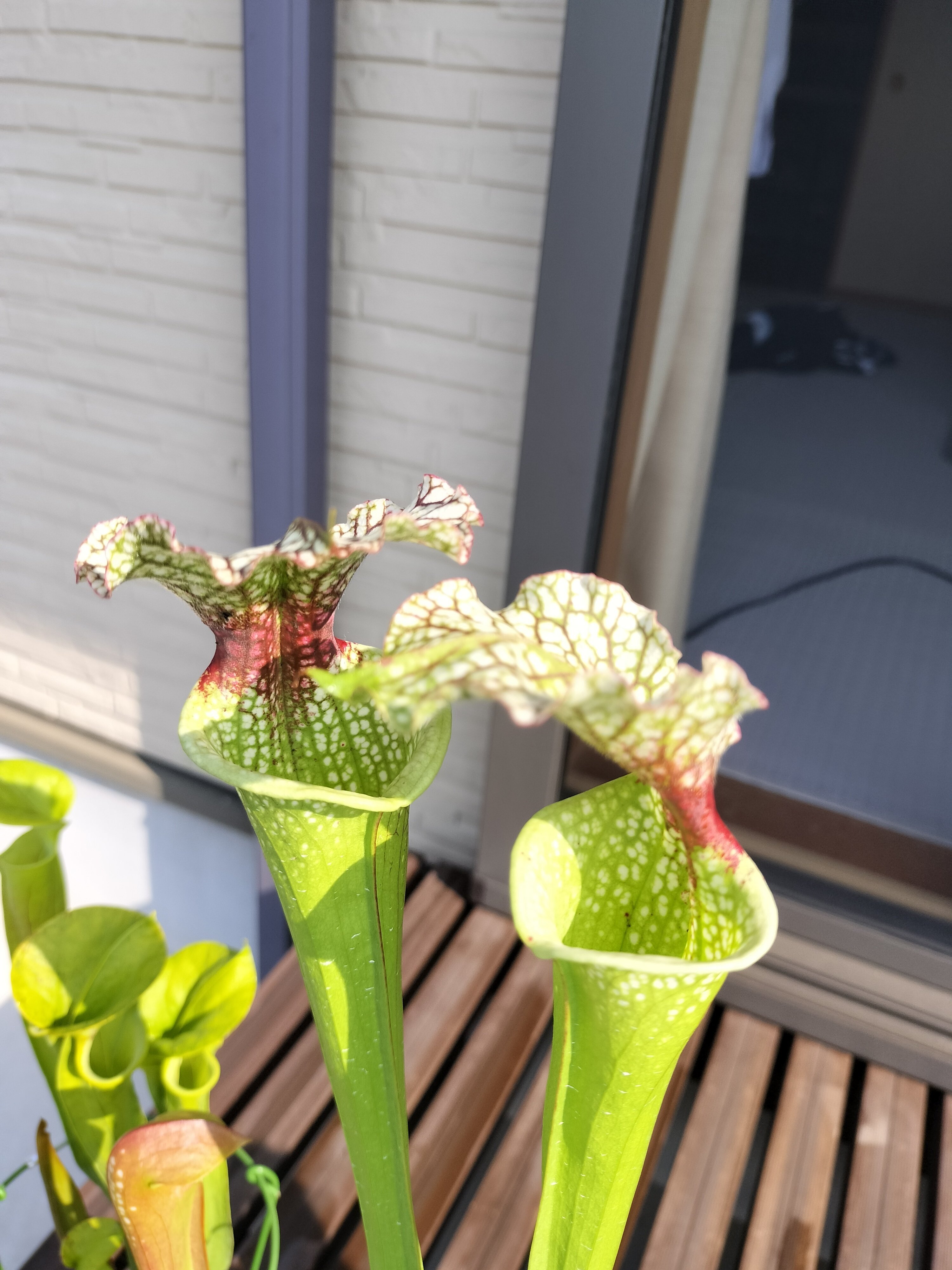 食虫植物の近況3｜ふできょ