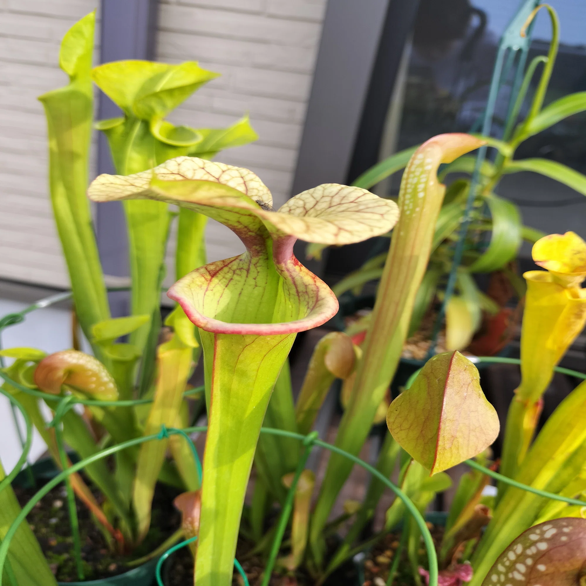 食虫植物の近況3｜ふできょ