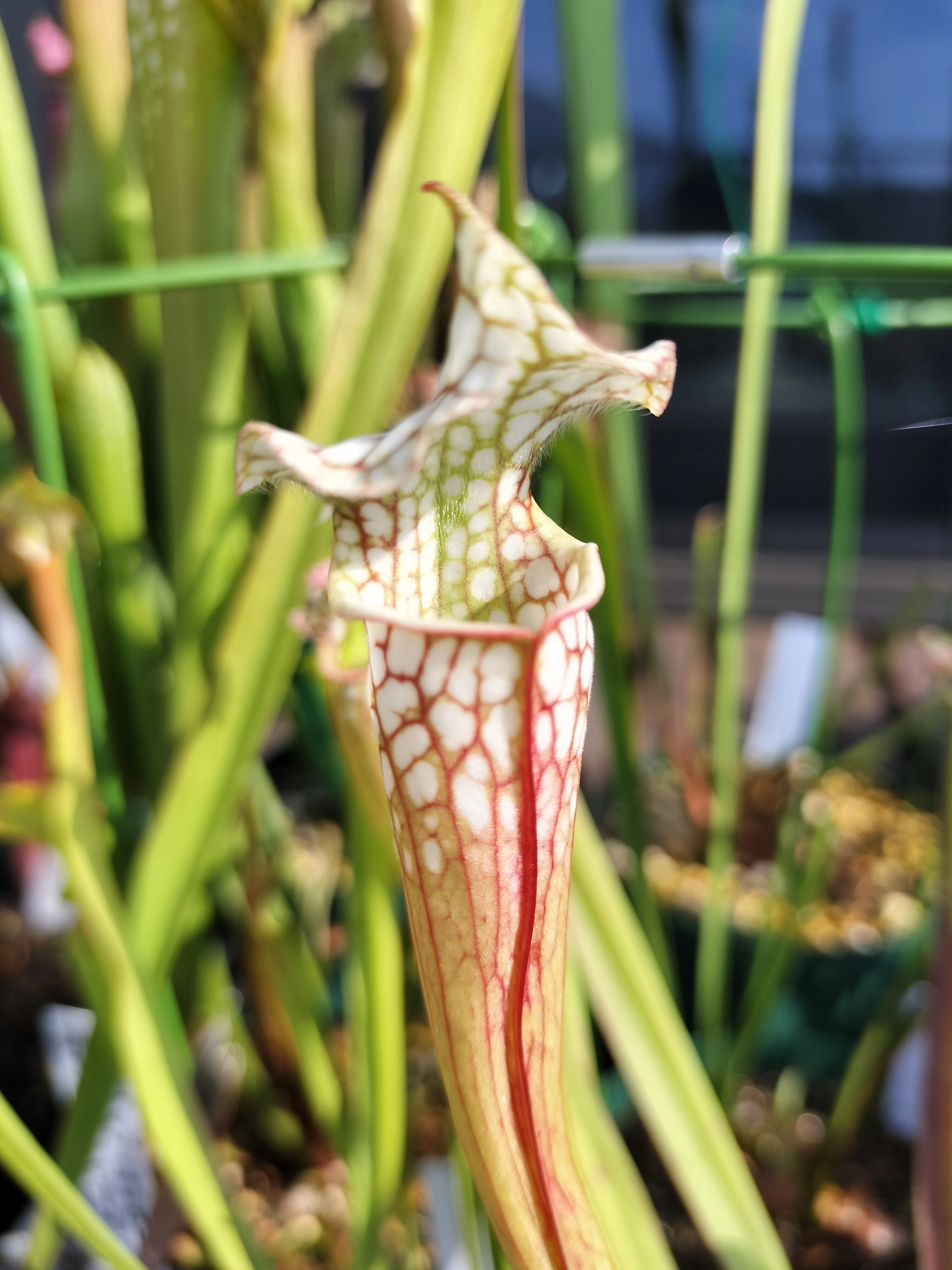 食虫植物の近況3｜Nepea