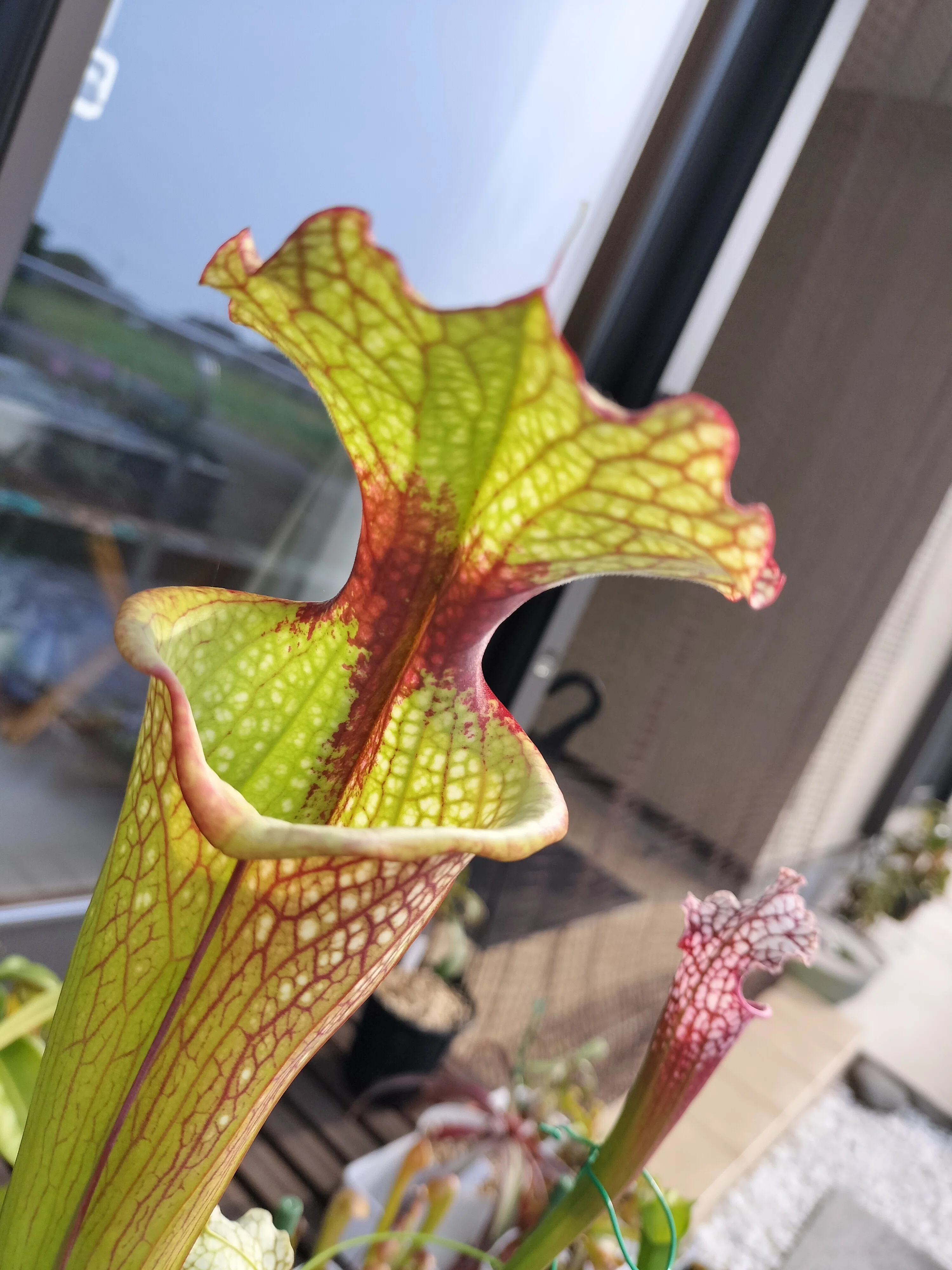 食虫植物の近況3｜ふできょ