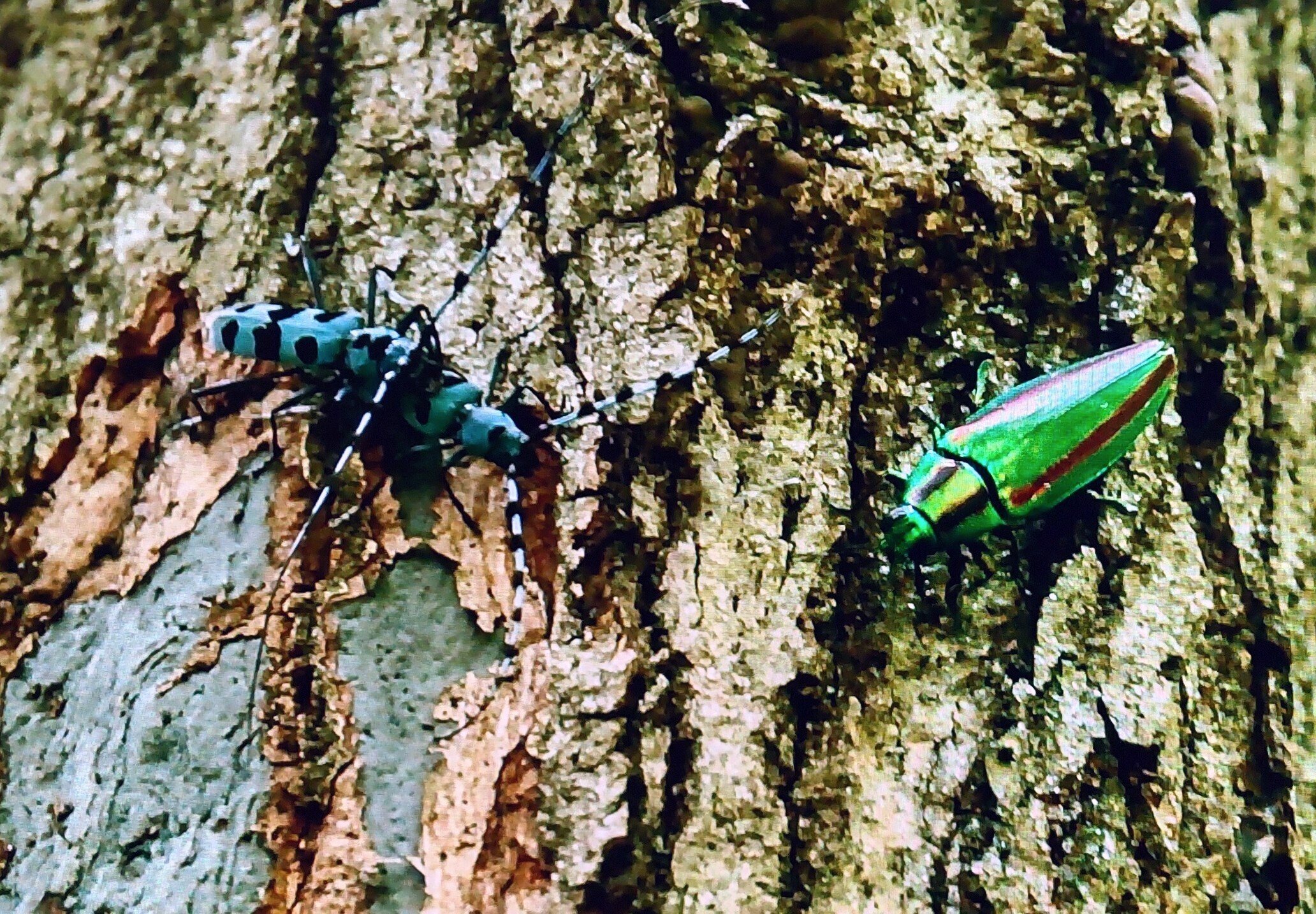 ヤマトタマムシとルリボシカミキリ｜奥日光 letter