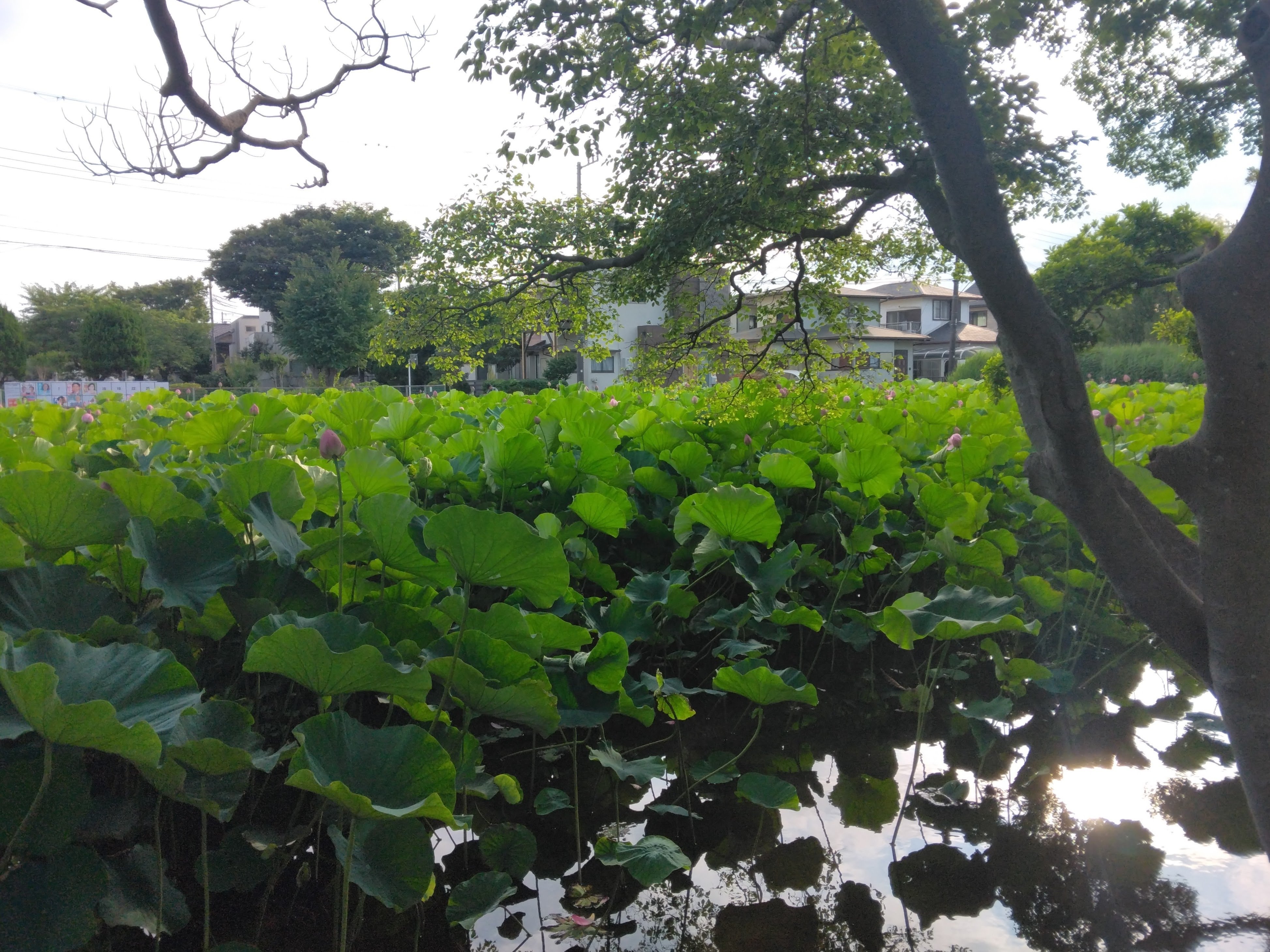 自然の風景 ハスの葉 蓮と翡翠の記憶・その2: ケンさんの探鳥記