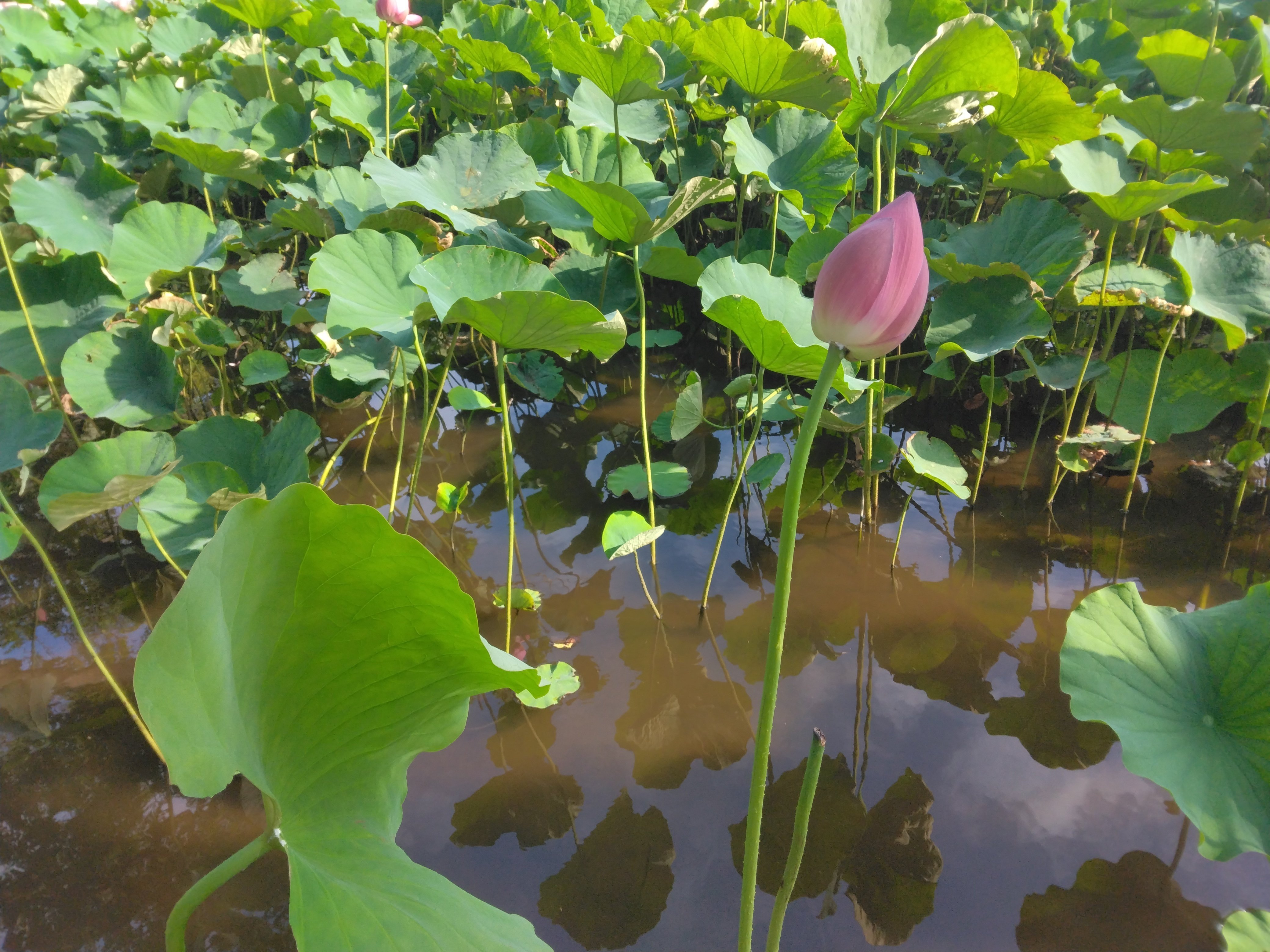 自然の風景 ハスの葉 はす池 藤沢市鵠沼｜マlva