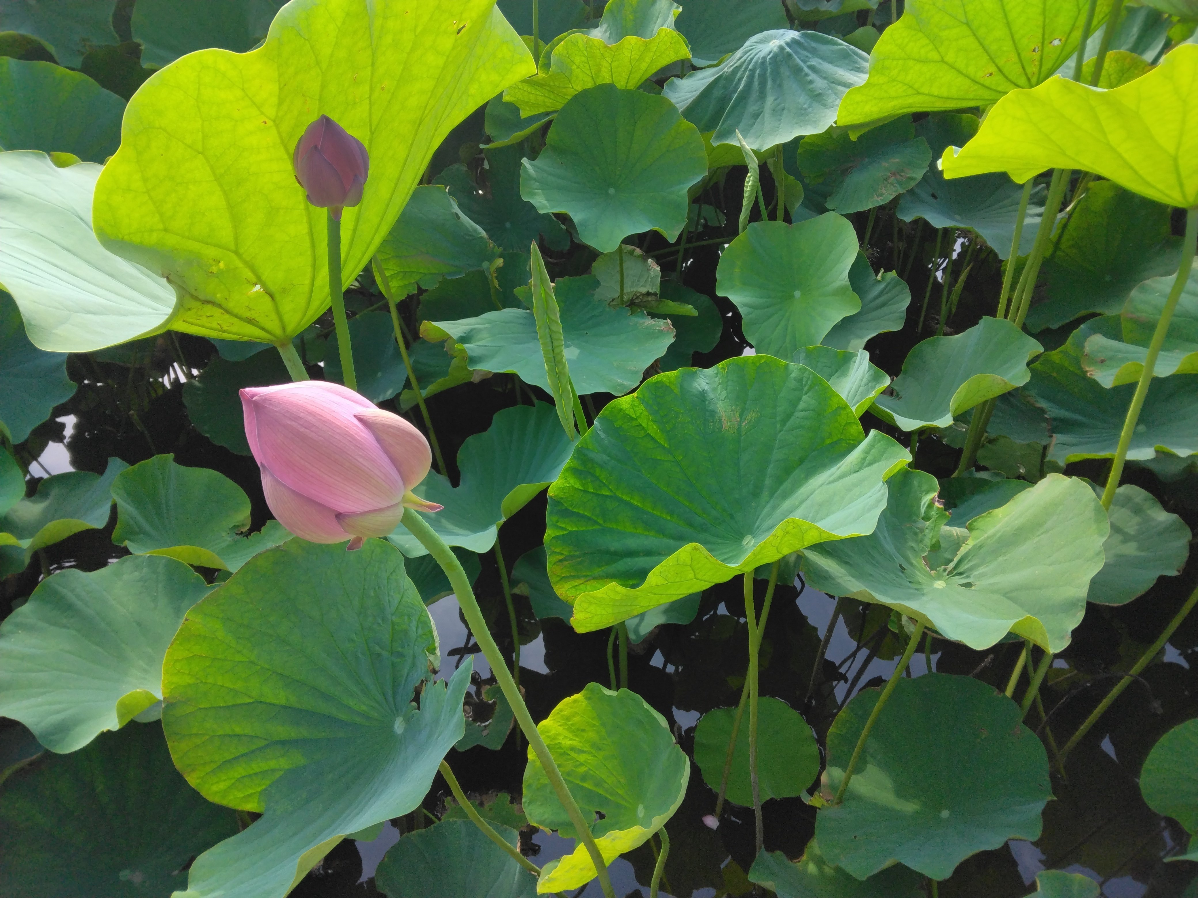 自然の風景 ハスの葉 はす池 藤沢市鵠沼｜マlva