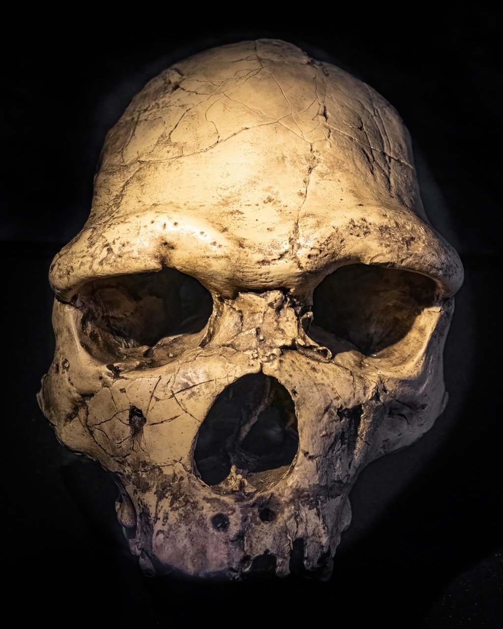 世界史探究】 人類の出アフリカと拡散① 〜原人・旧人編〜｜ラーン