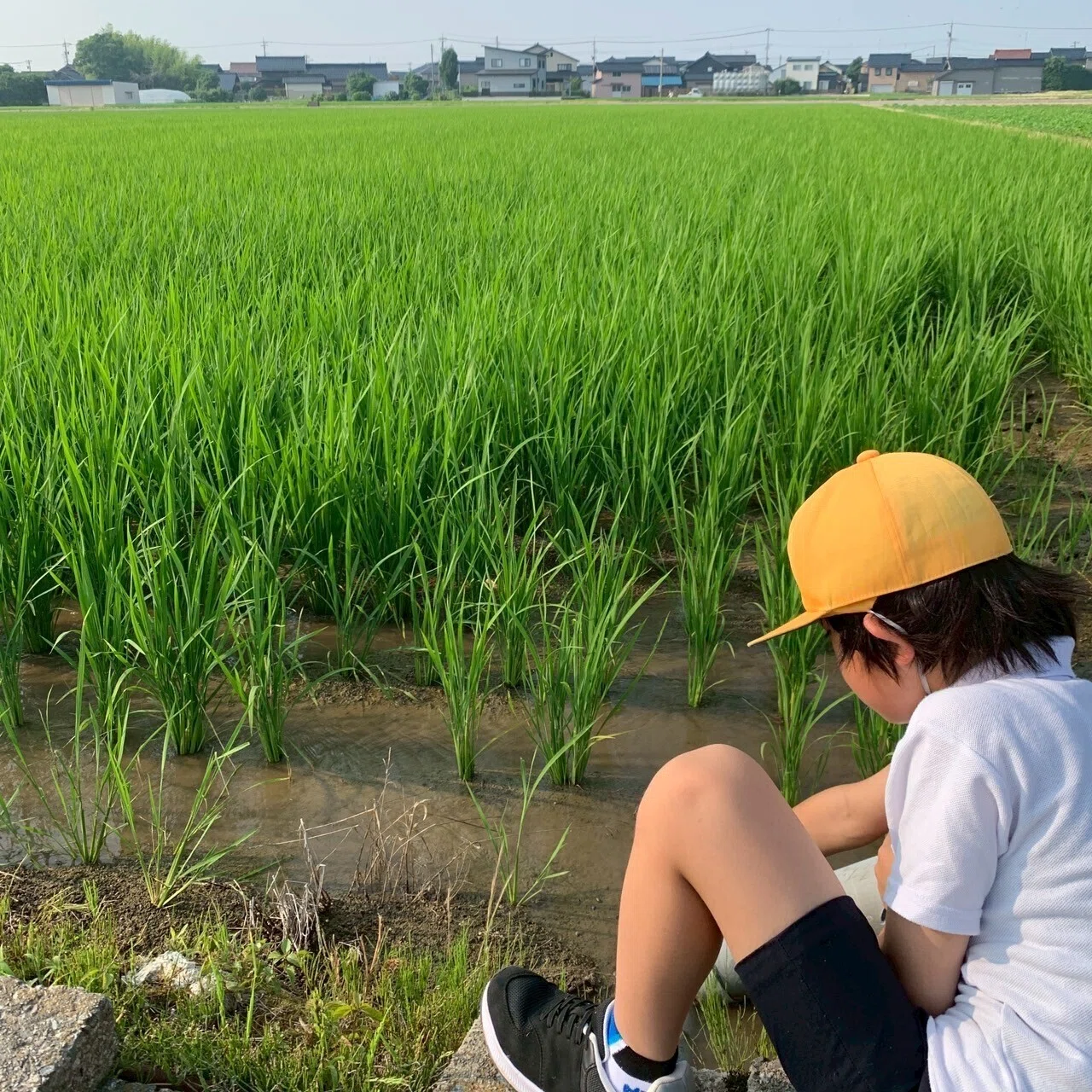 ただ“水をやる”だけじゃない】自然とともに稲を育てる、本気の米農家に