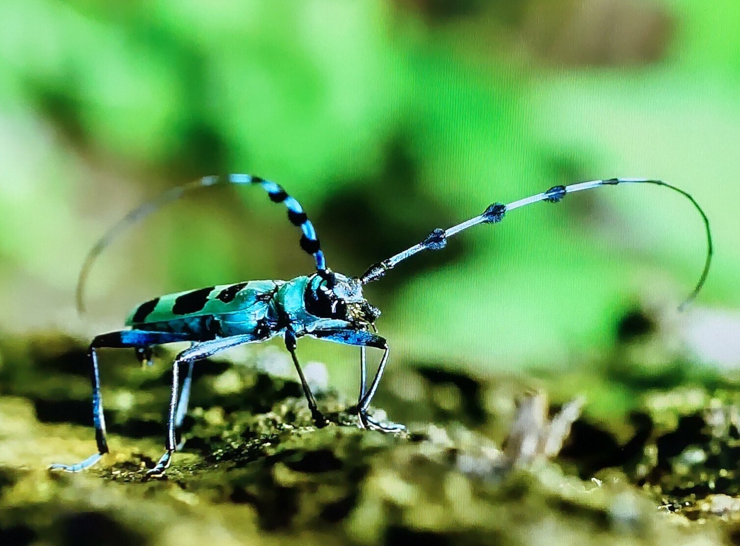 ヤマトタマムシとルリボシカミキリ｜奥日光 letter
