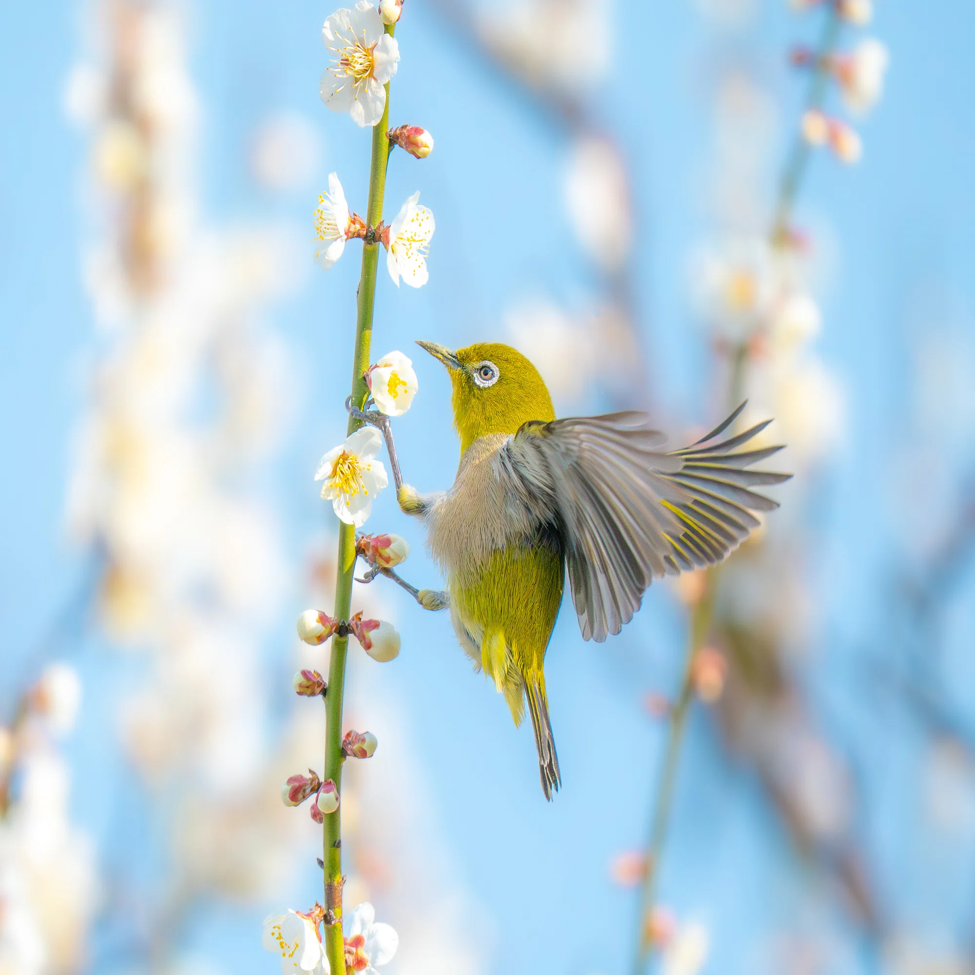 2025年上半期の野鳥写真10選+α｜もみじ卍ゅう│??????_???_??