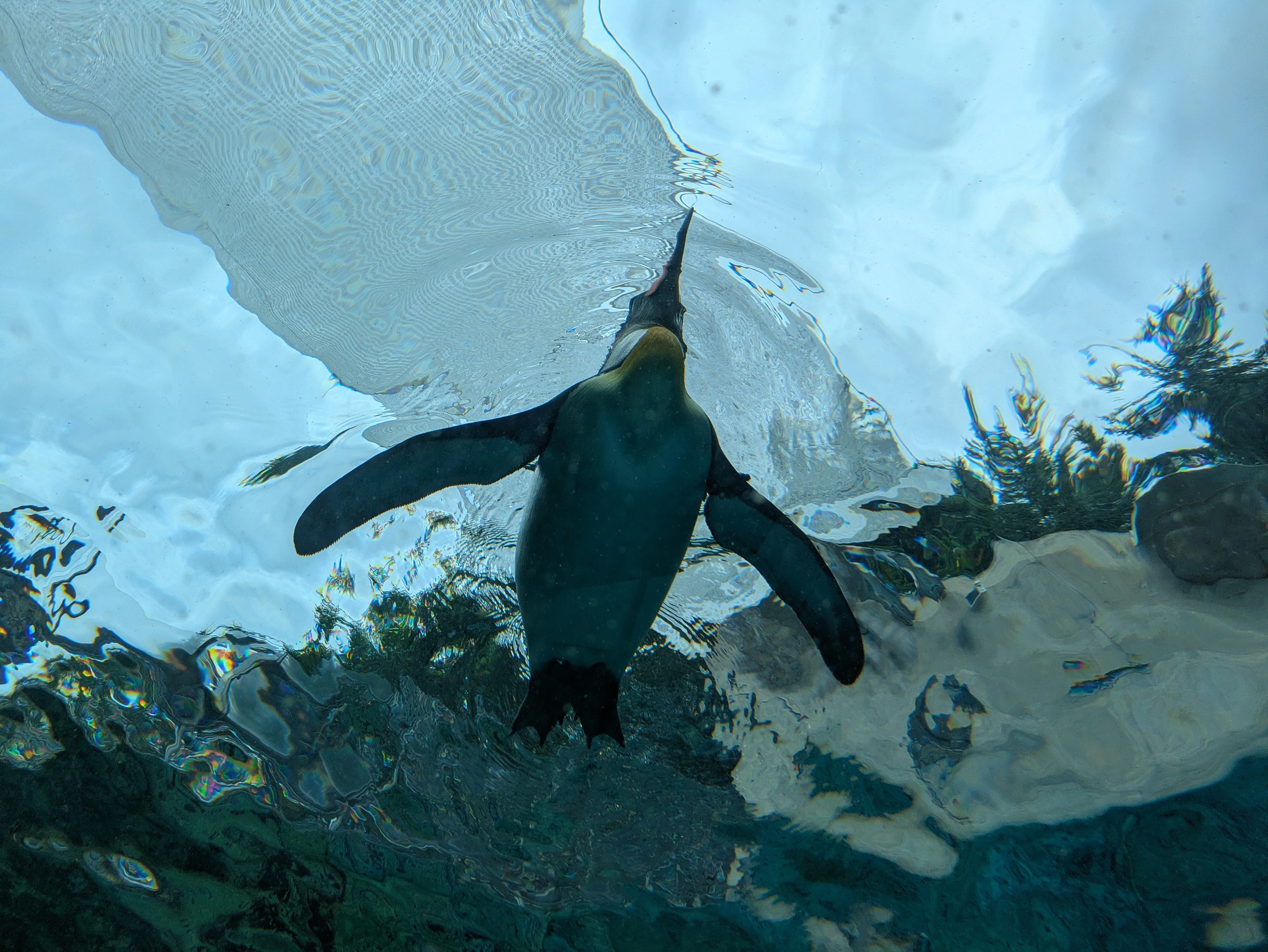 夏の北海道へ 2日目｜ぺんたろー@ペンギン