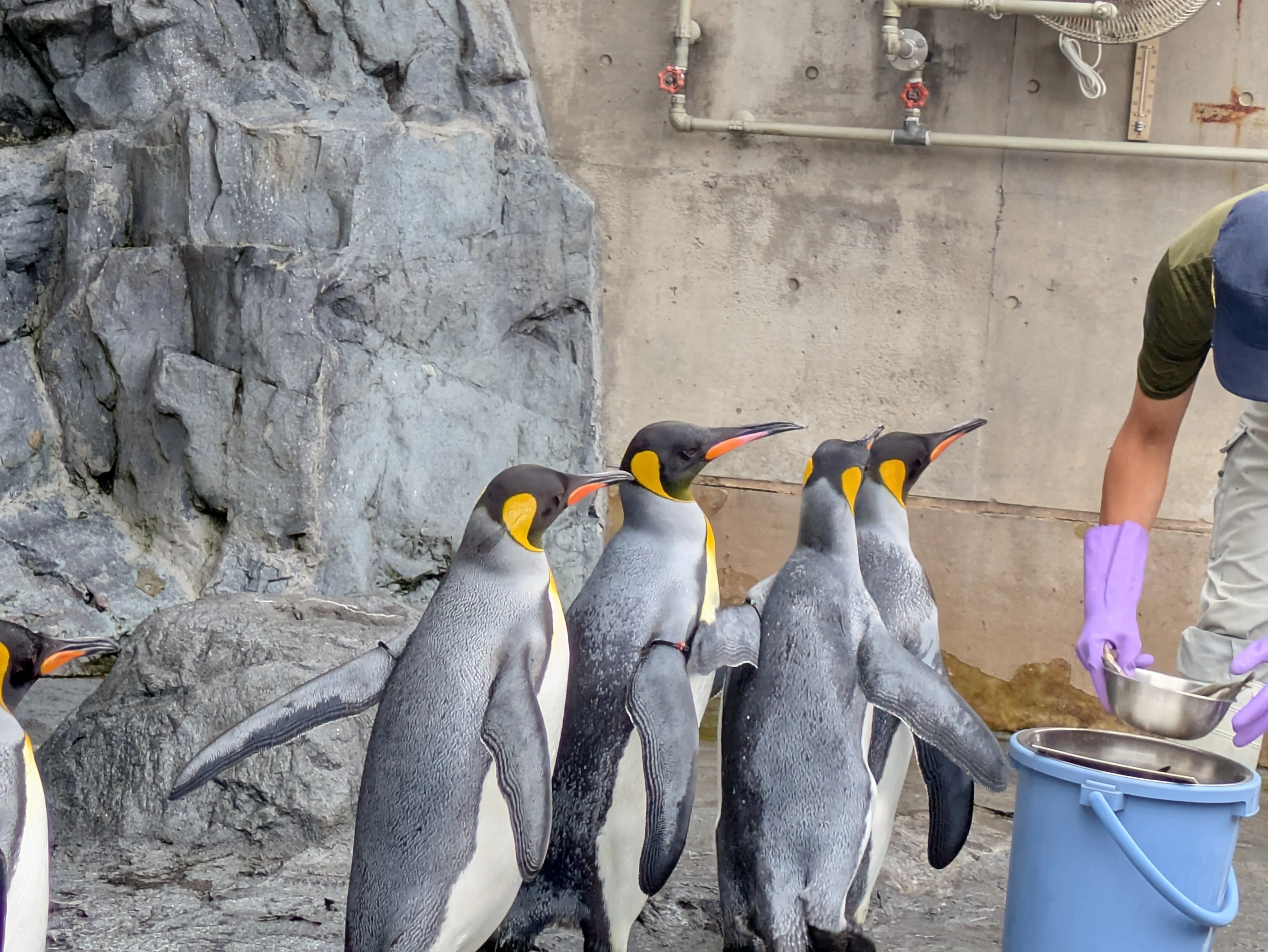 夏の北海道へ 2日目｜ぺんたろー@ペンギン
