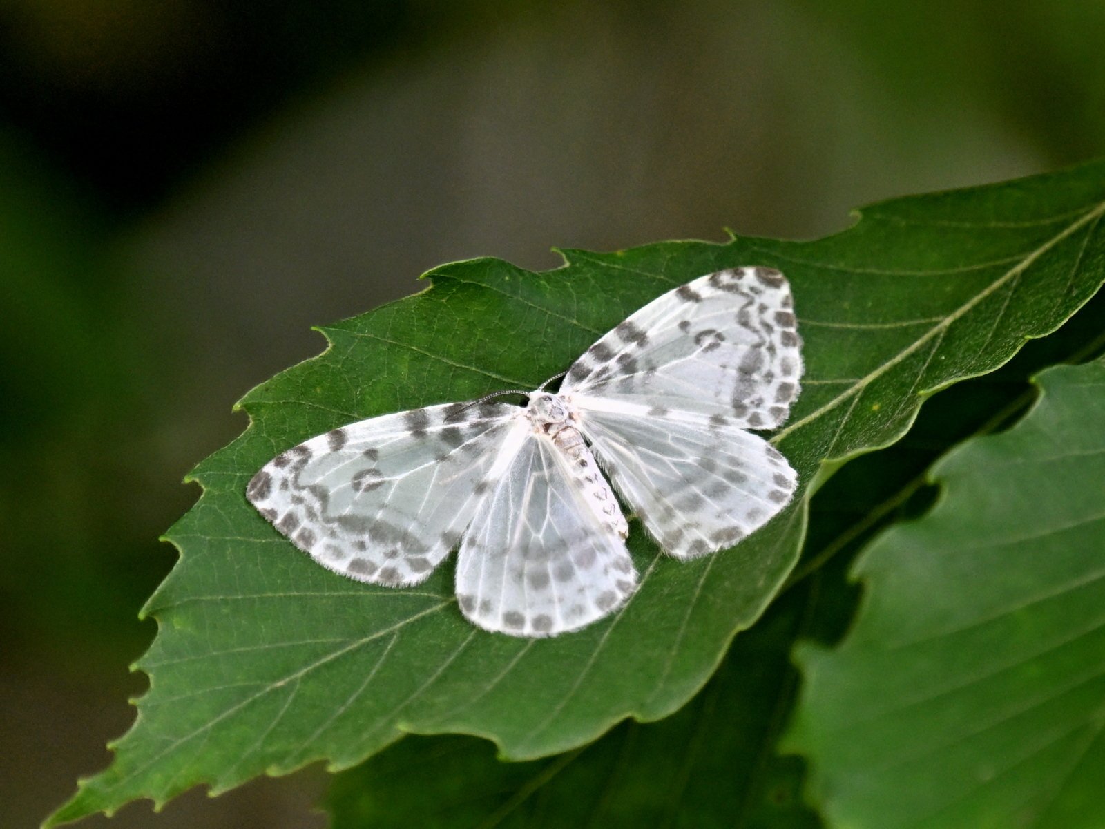 ★希少★真作★森天飛★葉蝶 モンキチョウ★★サイン有り 蟲神器】モンキチョウ(N)の詳細【昆虫カード図鑑】