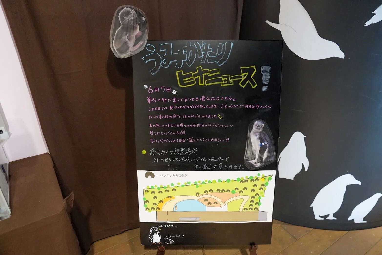 めでたい！今年誕生したマゼラン雛たち｜haru