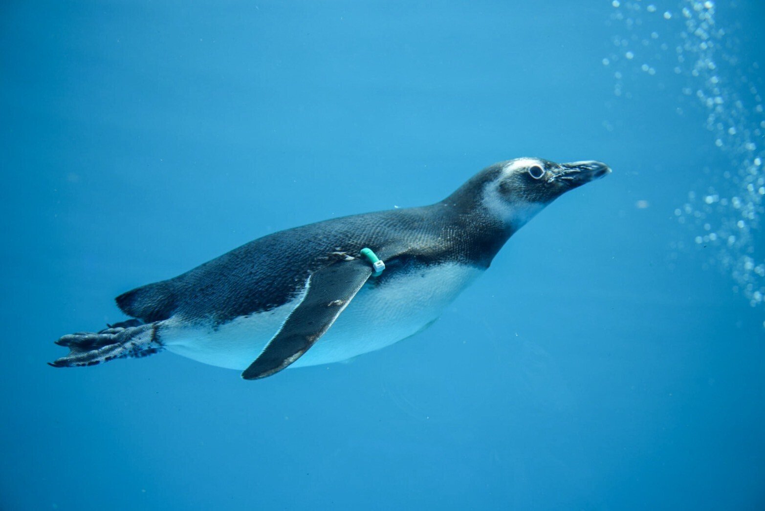 めでたい！今年誕生したマゼラン雛たち｜haru