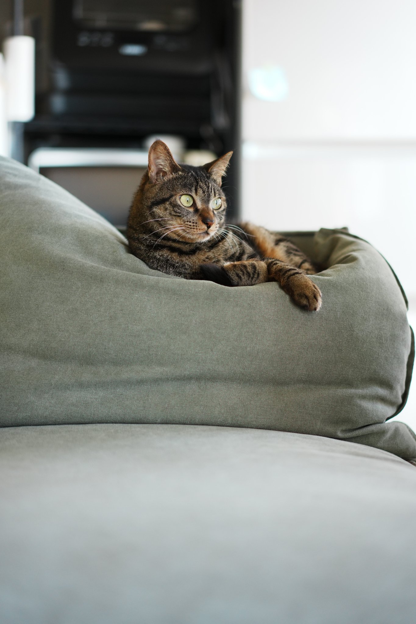 先週 の 猫｜はる