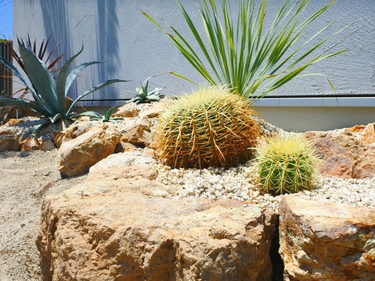 🌱植育ログ No.5】アガベ沼、ついに地植えへ。ドライガーデン化計画