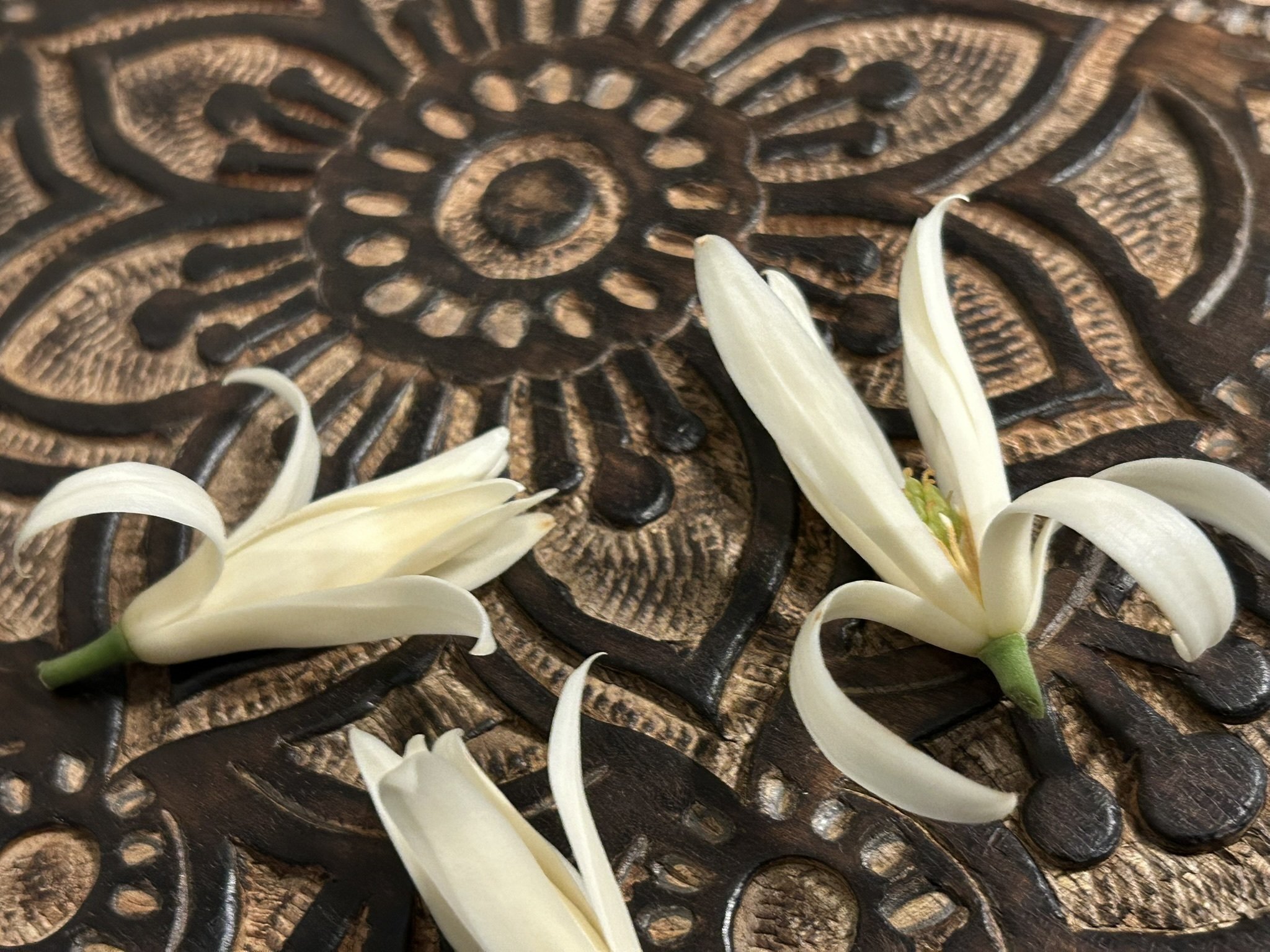 ホワイトチャンパカ（ギンコウボク）｜Scents of Earth