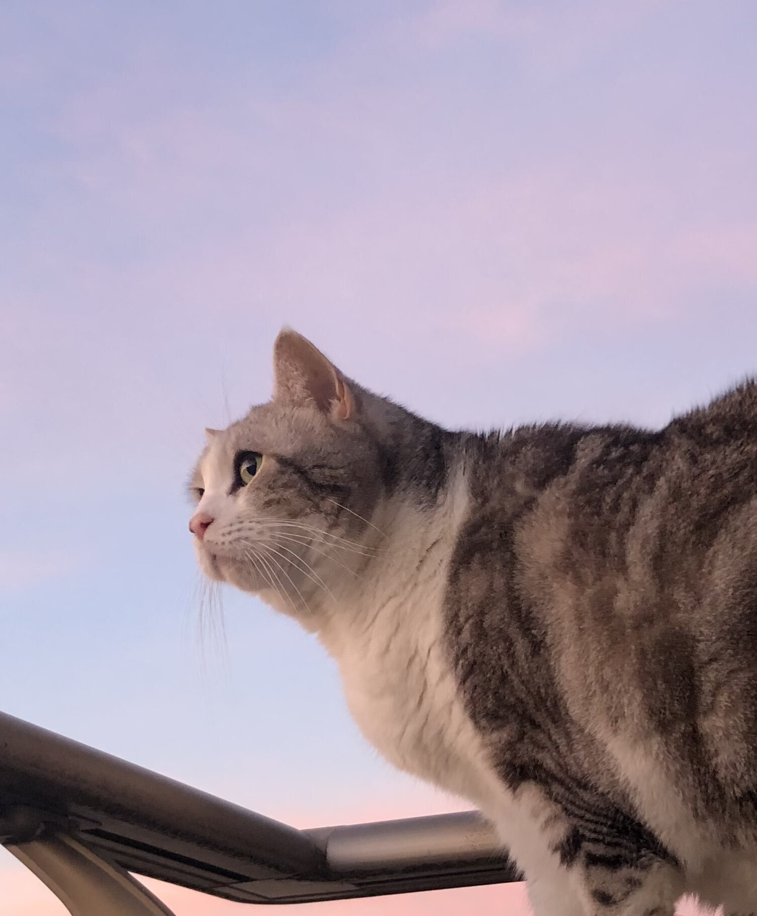 これは分かんないわ」クッションにしか見えない猫ちゃんの擬態っ