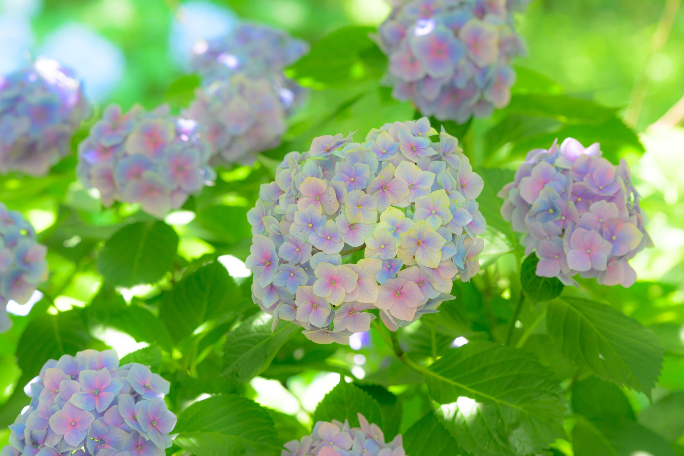 紫陽花KAMIKA かみ ᴋᴏᴊɪ ᴋᴀᴍɪᴢᴀsᴀ | . 紫陽花の種類多くて見てると