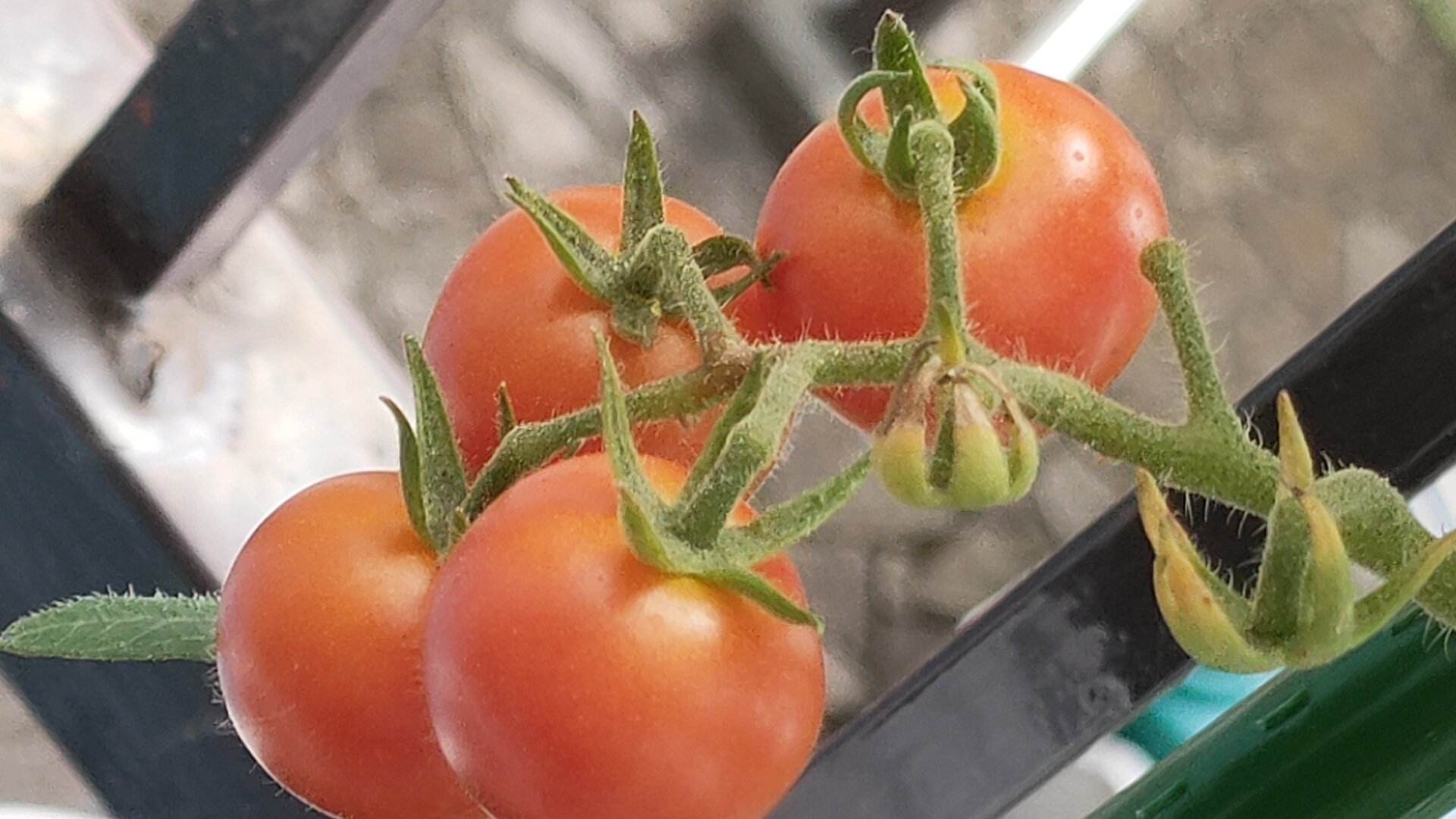 さがほのかだけで約3kg 写真１枚目1.5✖️2 赤果肉りんご見繕いミニトマト 母の日ギフト♪】極甘高糖度フルーツトマト「ポモロッサ」（24粒