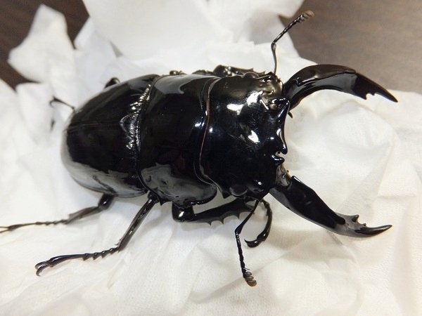 レギウスオオツヤクワガタ　１♂２♀　繁殖セット　No，2 赤レギウスレギウスオオツヤクワガタ♂73.2mm 68.2mm ♀49.5mm 47.7mm