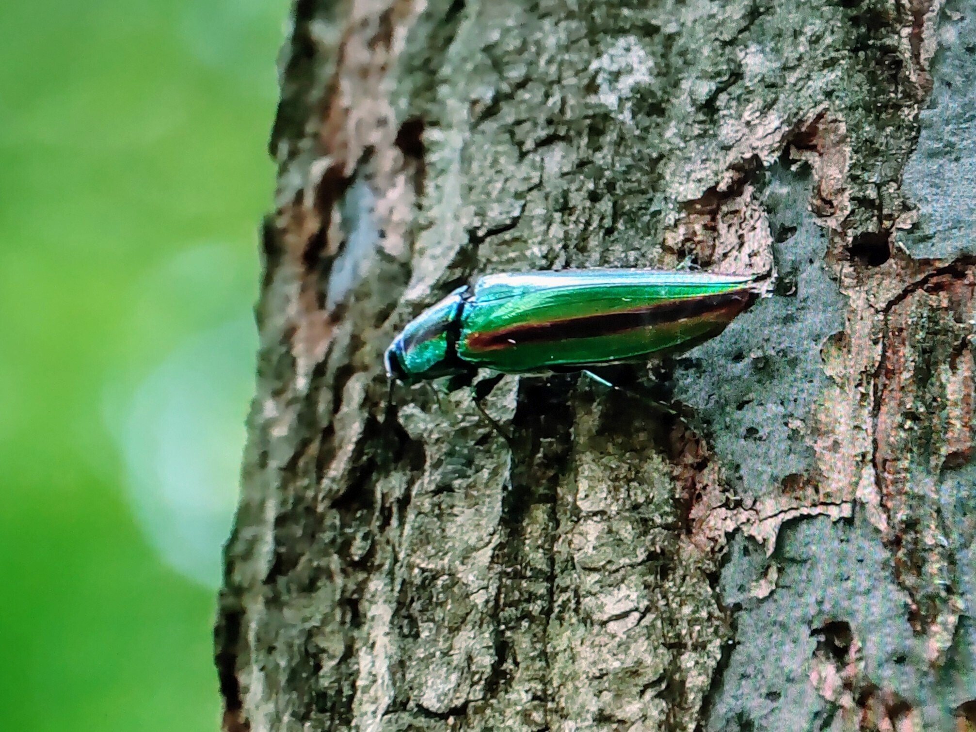 ヤマトタマムシとルリボシカミキリ｜奥日光 letter