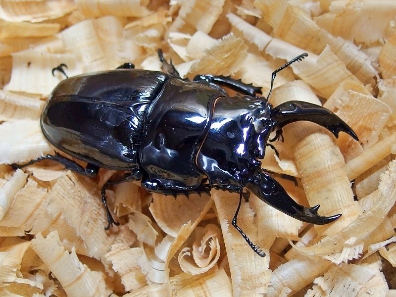 レギウスオオツヤクワガタ 標本 昆虫標本M.レギウス オオツヤクワガタ雄75㍉野外品 - メルカリ