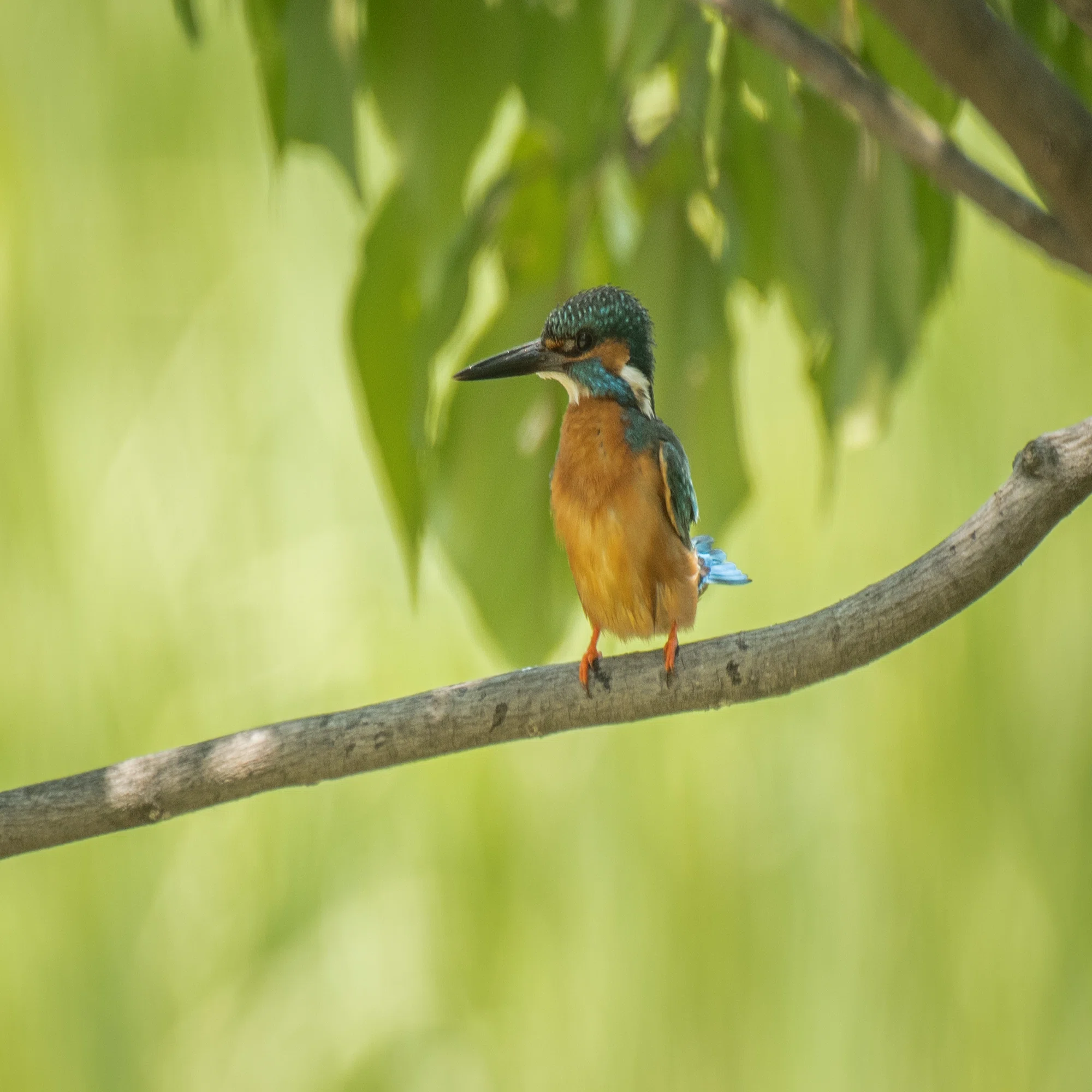 シカゴでバードウォッチング！】 Belted Kingfisher｜ローリー