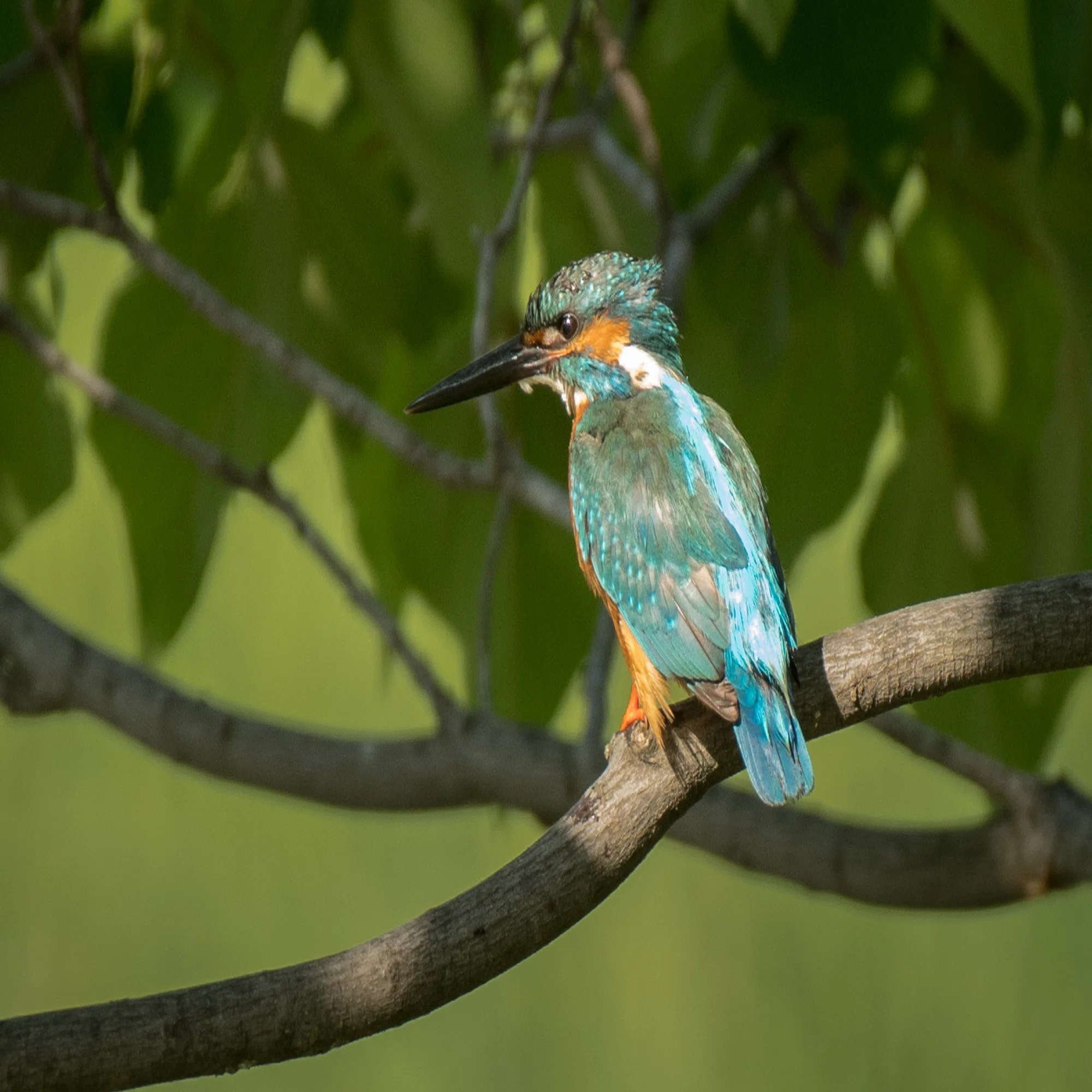 シカゴでバードウォッチング！】 Belted Kingfisher｜ローリー