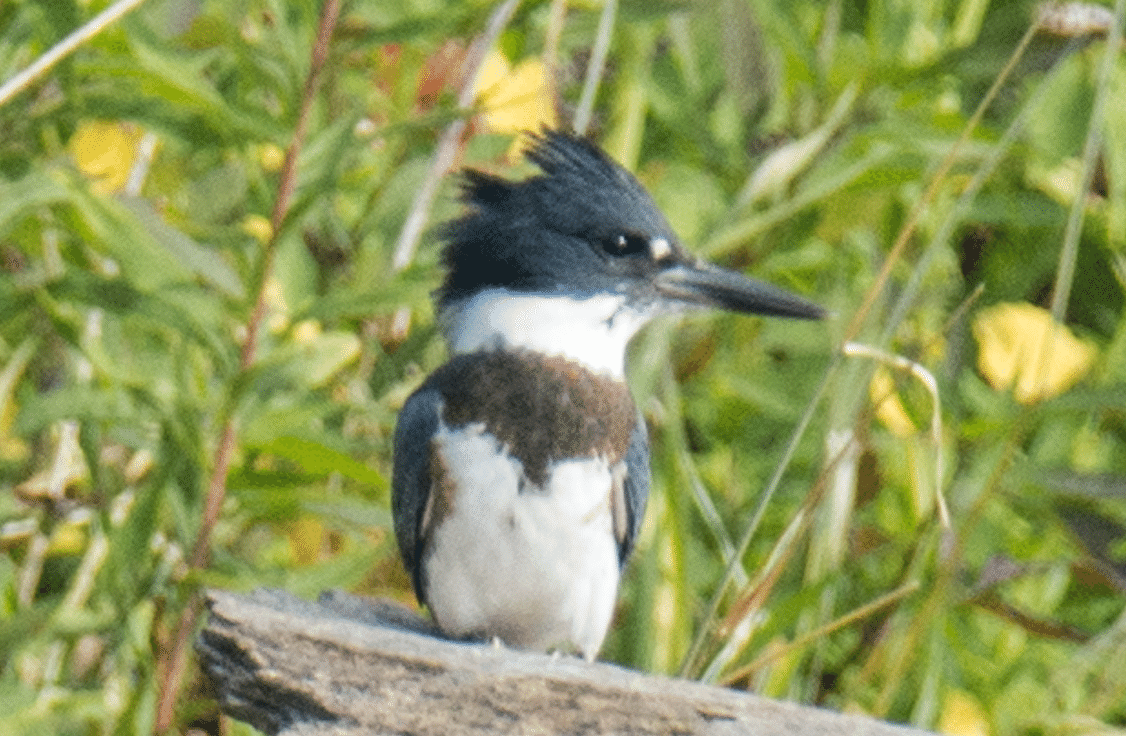 シカゴでバードウォッチング！】 Belted Kingfisher｜ローリー
